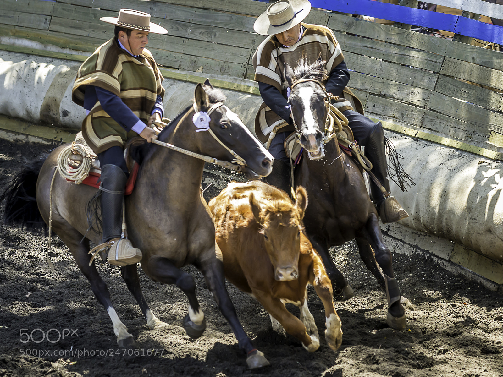Nikon D610 sample photo. Rodeo huaso en licant photography