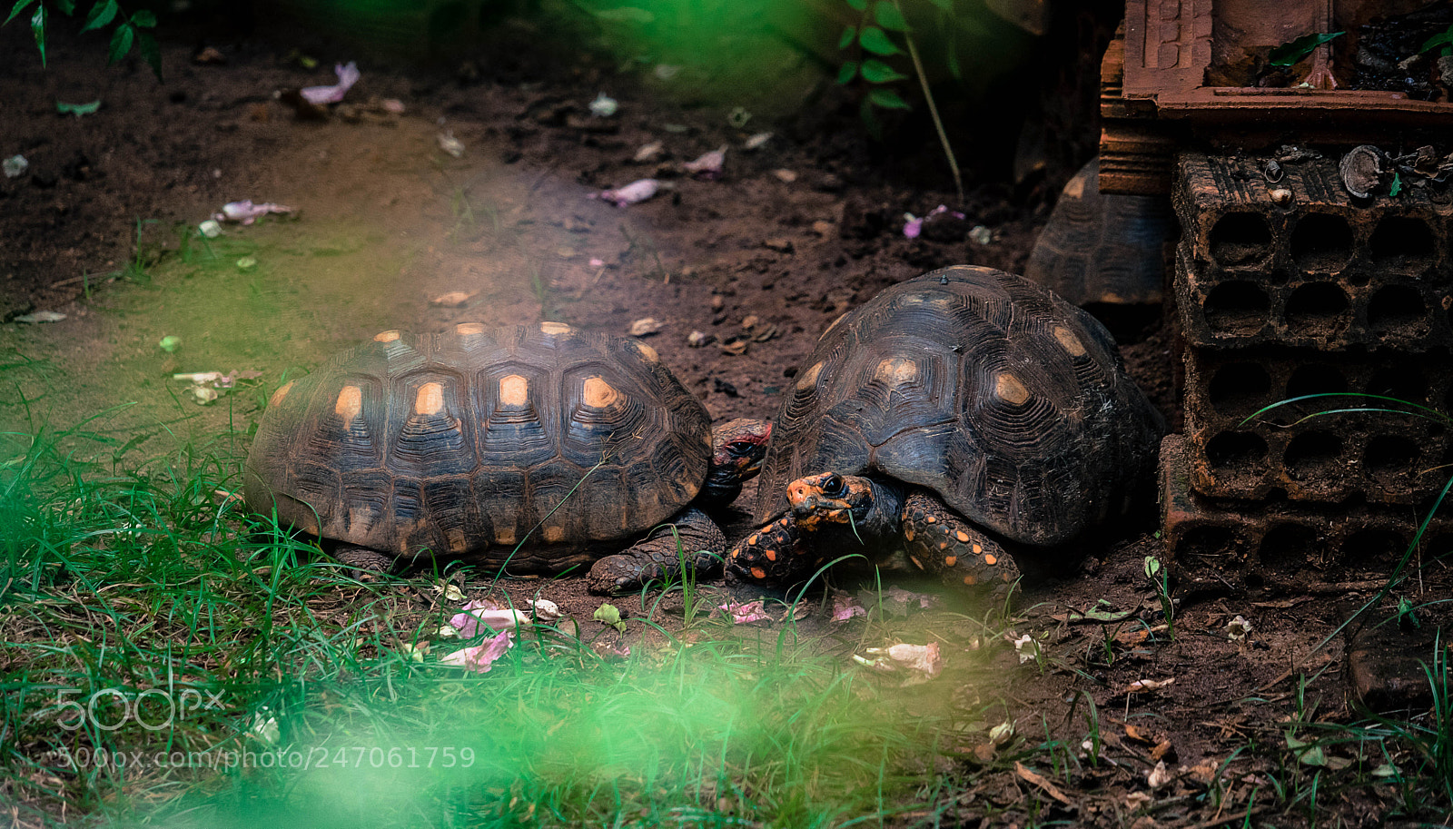 Canon EOS 750D (EOS Rebel T6i / EOS Kiss X8i) sample photo. Turtles photography