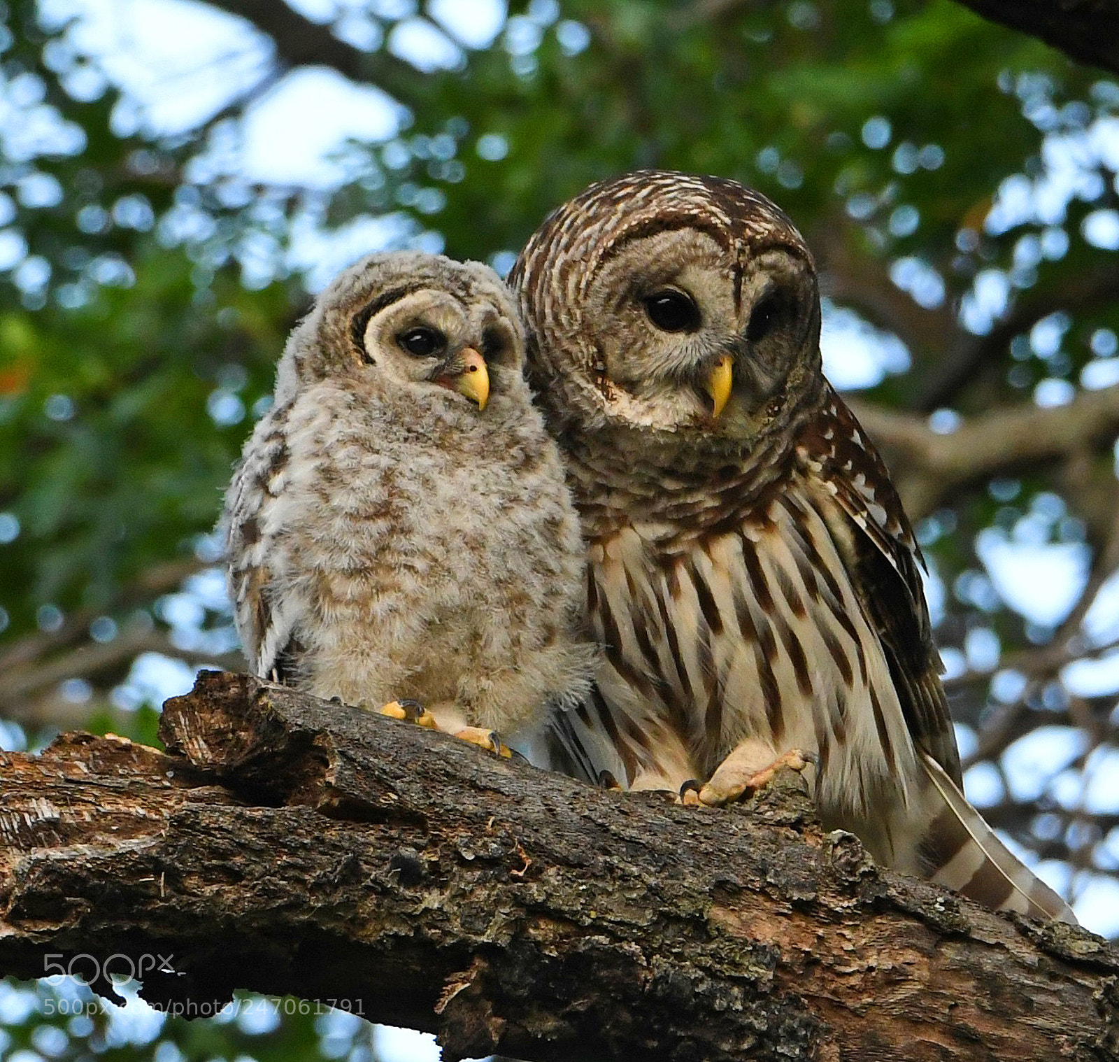 Nikon D500 sample photo. Barred owl & baby photography