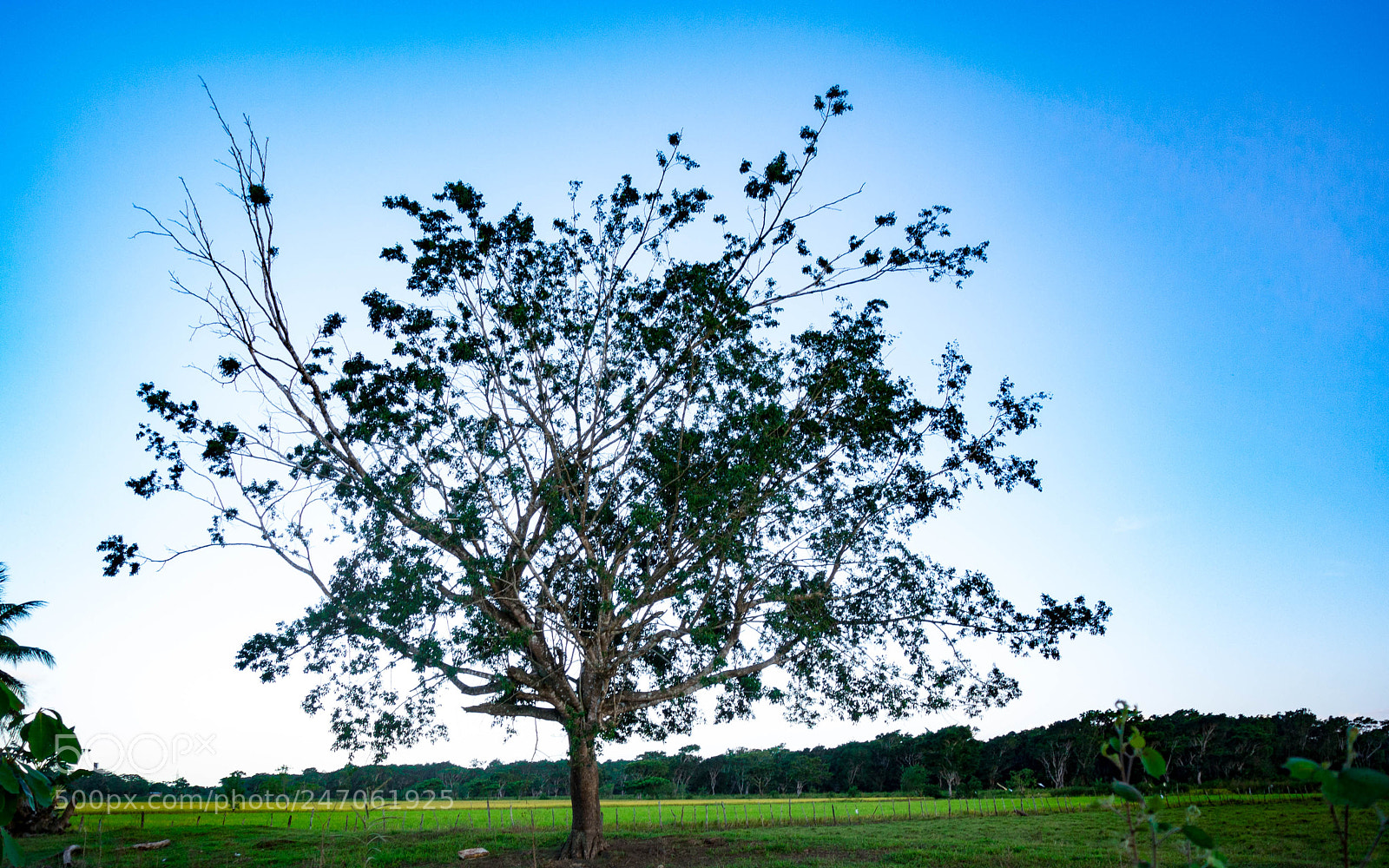 Nikon 1 J1 sample photo. Tree in the field photography