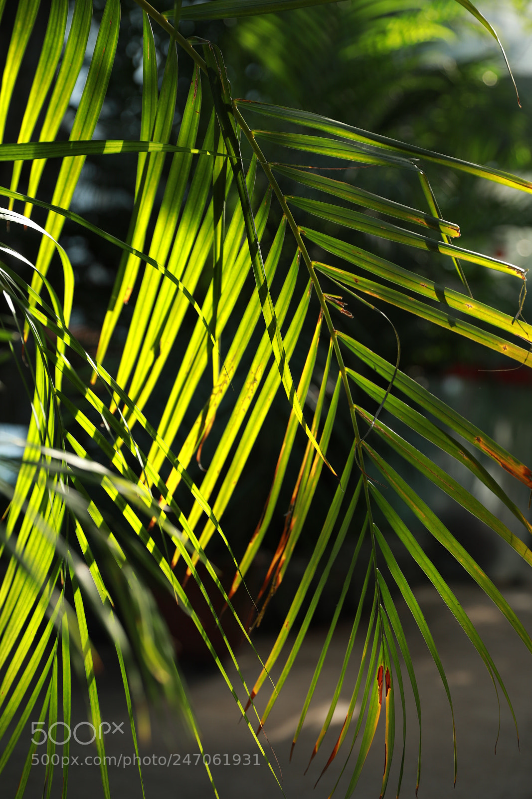 Canon EF 24-70mm F2.8L II USM sample photo. 叶 photography