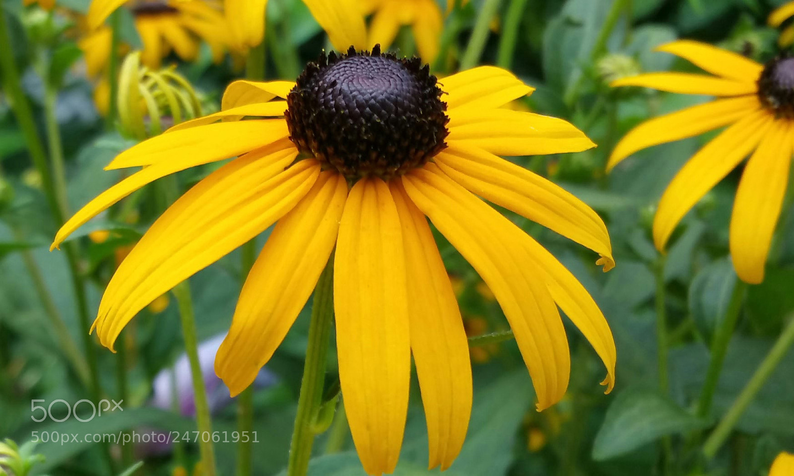 Samsung Galaxy Note4 sample photo. Bold beautiful black eyed photography