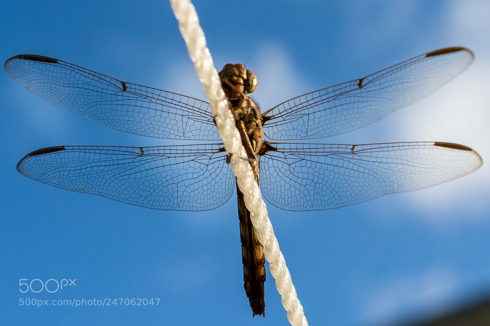 Nikon D7100 sample photo. Wings photography