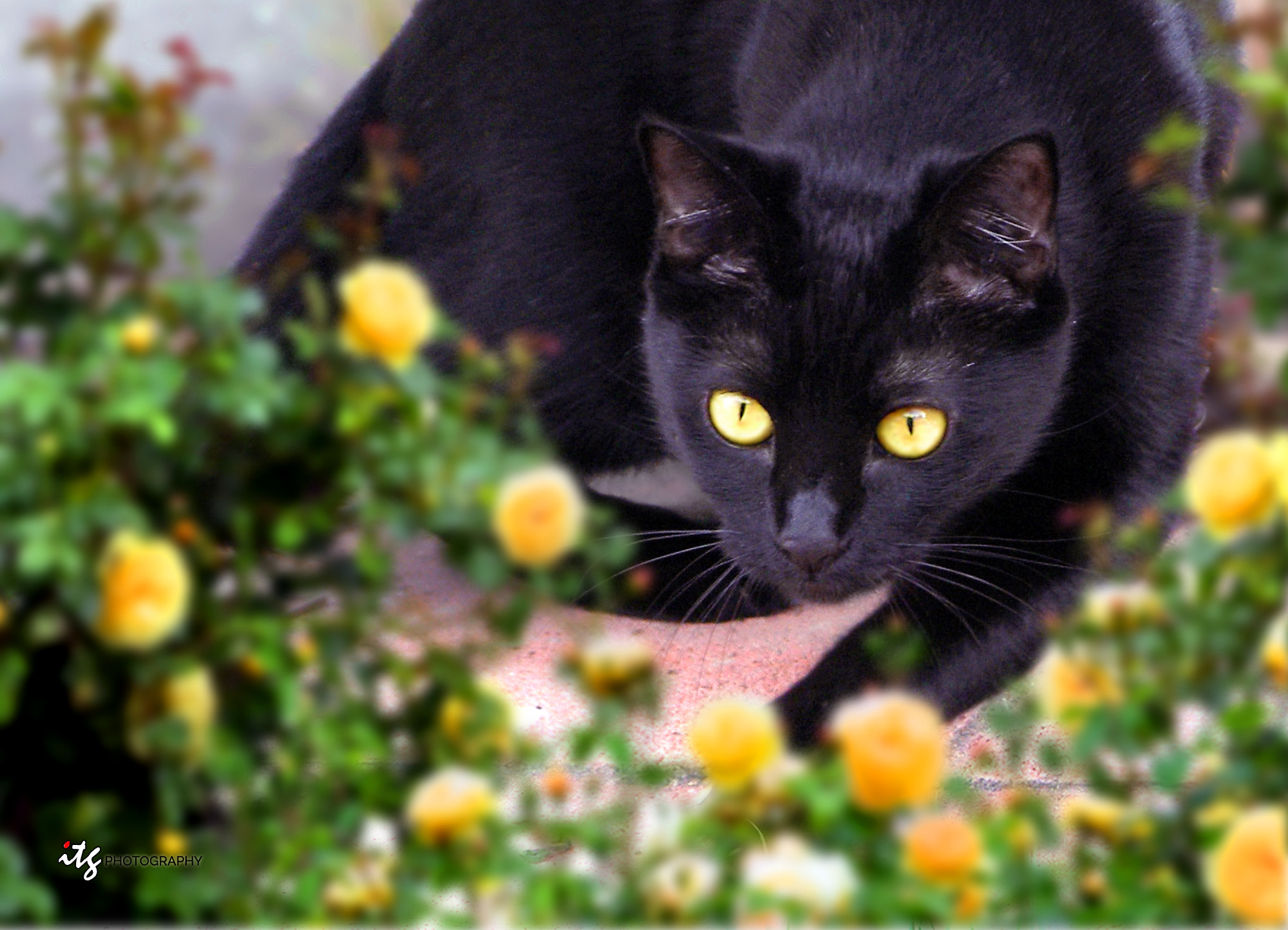Olympus SP500UZ sample photo. Wild at heart (1) photography