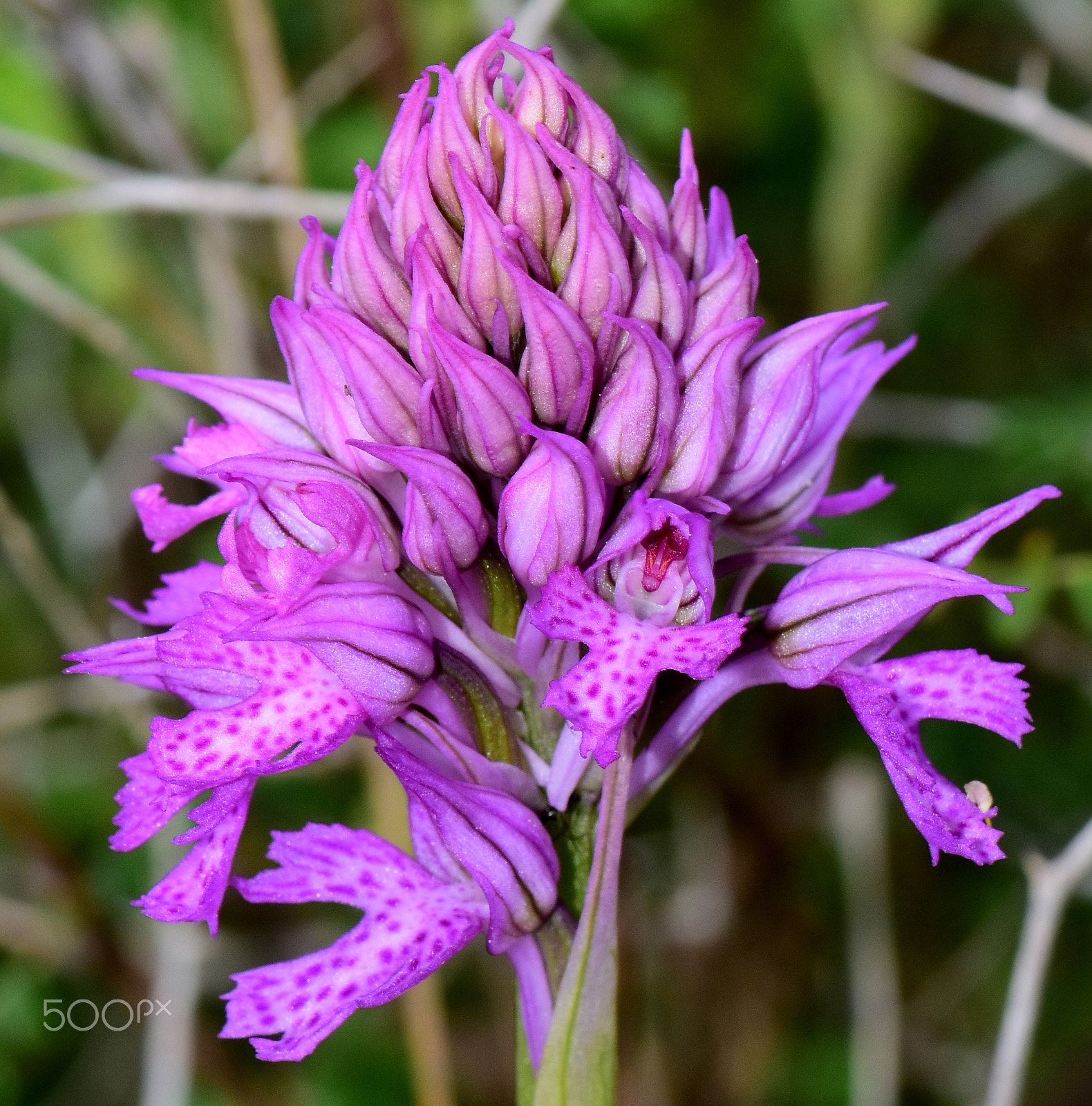 Nikon AF-S Micro-Nikkor 105mm F2.8G IF-ED VR sample photo