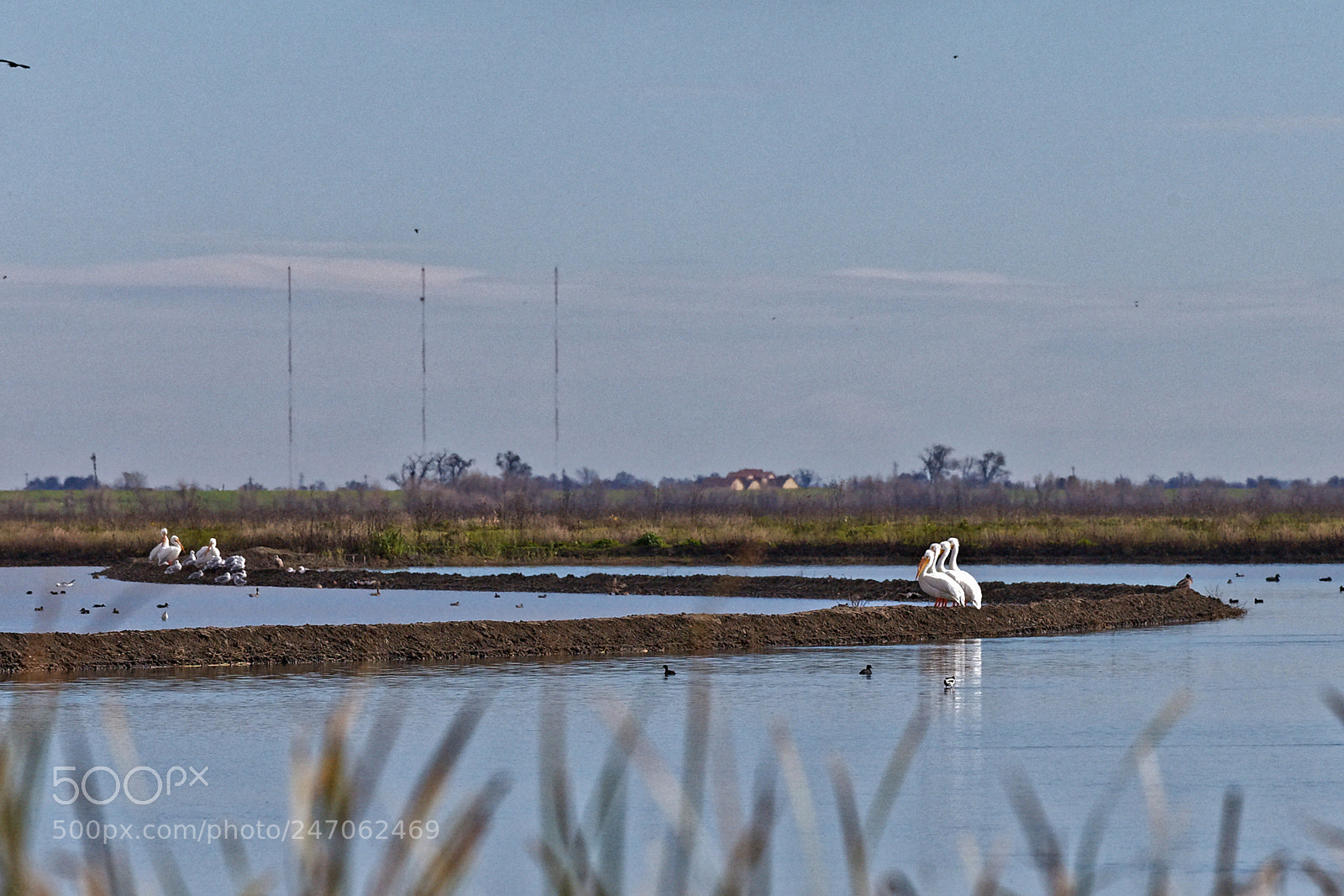 Canon EOS-1D X sample photo. Cuatro amigos photography