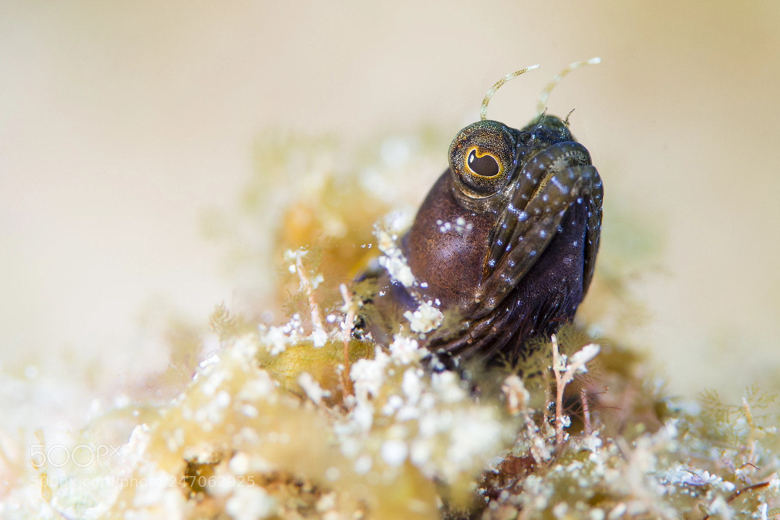 Nikon D800E sample photo. Sailfin blenny photography