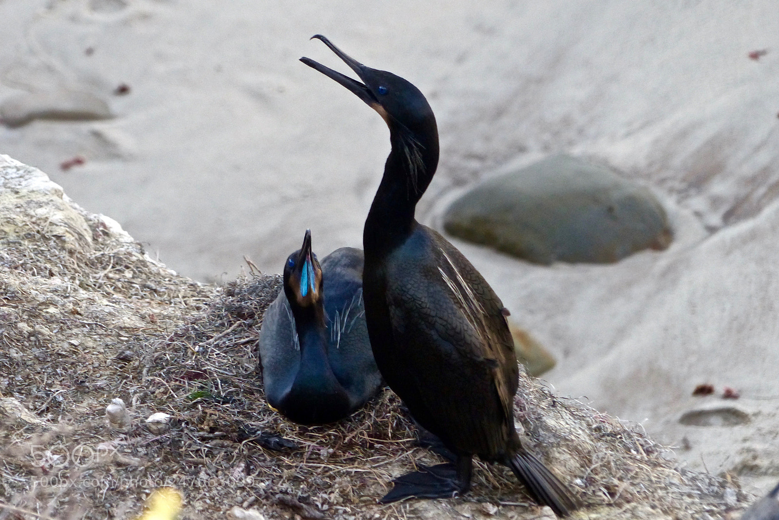 Panasonic Lumix DMC-FZ200 sample photo. An adoring couple photography