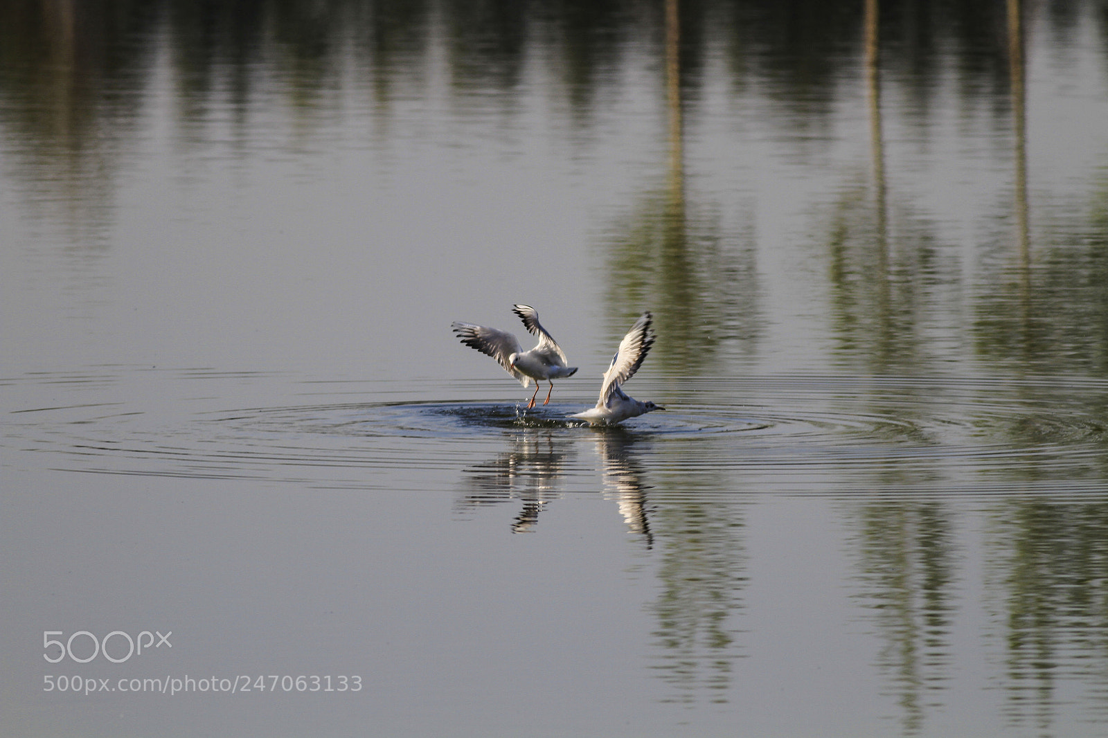 Canon EOS 7D sample photo. 海鸥 gull photography
