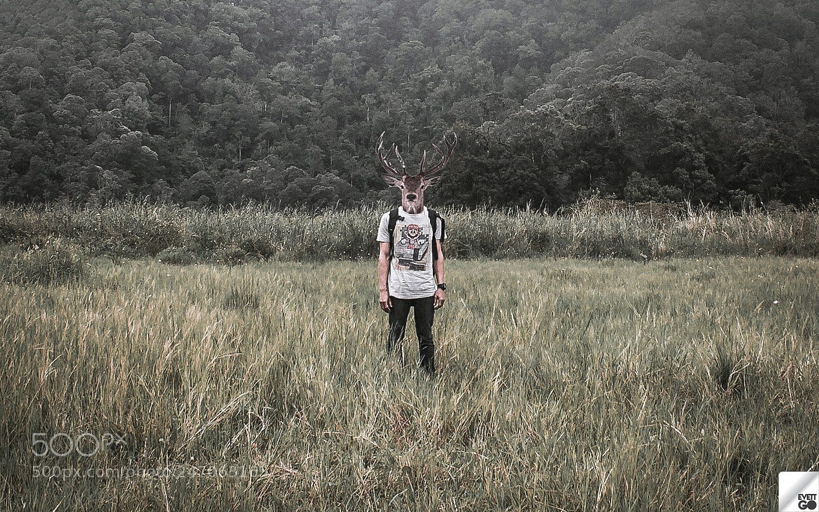 Canon EOS 60D sample photo. Alone as a deer photography
