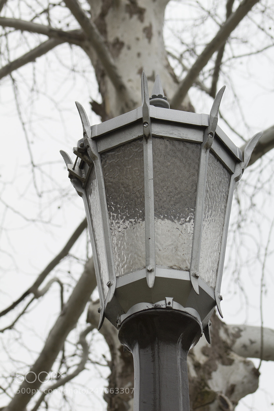 Canon EOS 1200D (EOS Rebel T5 / EOS Kiss X70 / EOS Hi) sample photo. Black and white sycamore photography