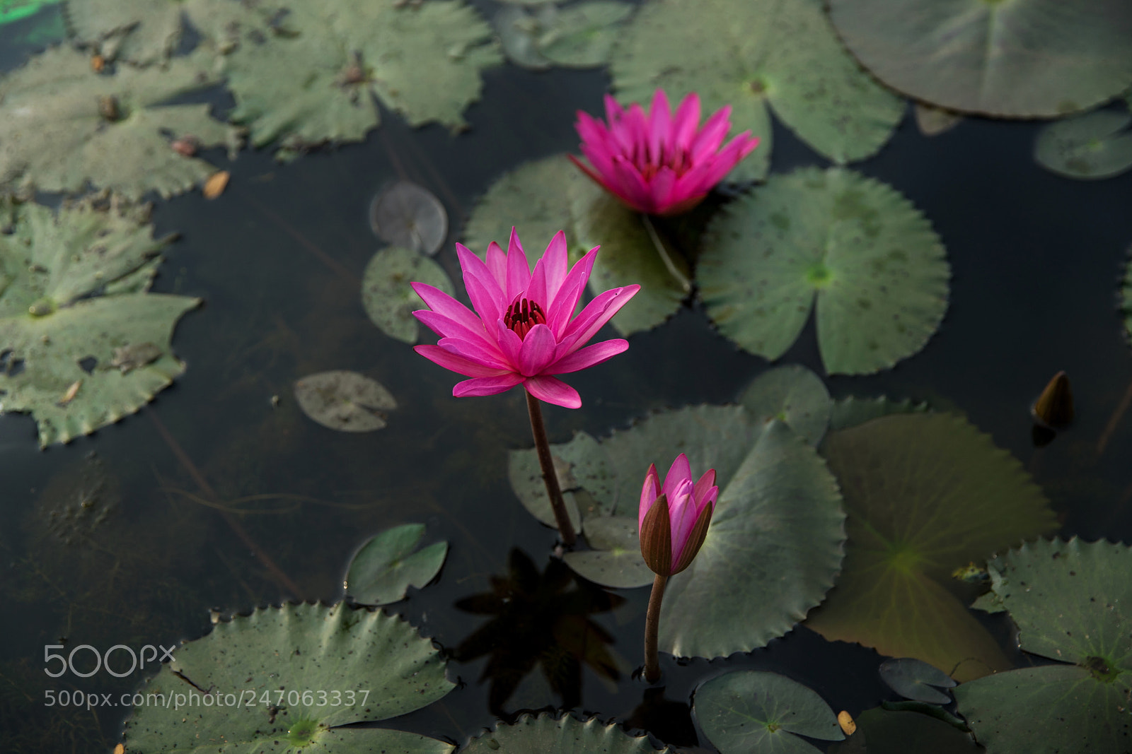 Sony a7 II sample photo. Water lily photography