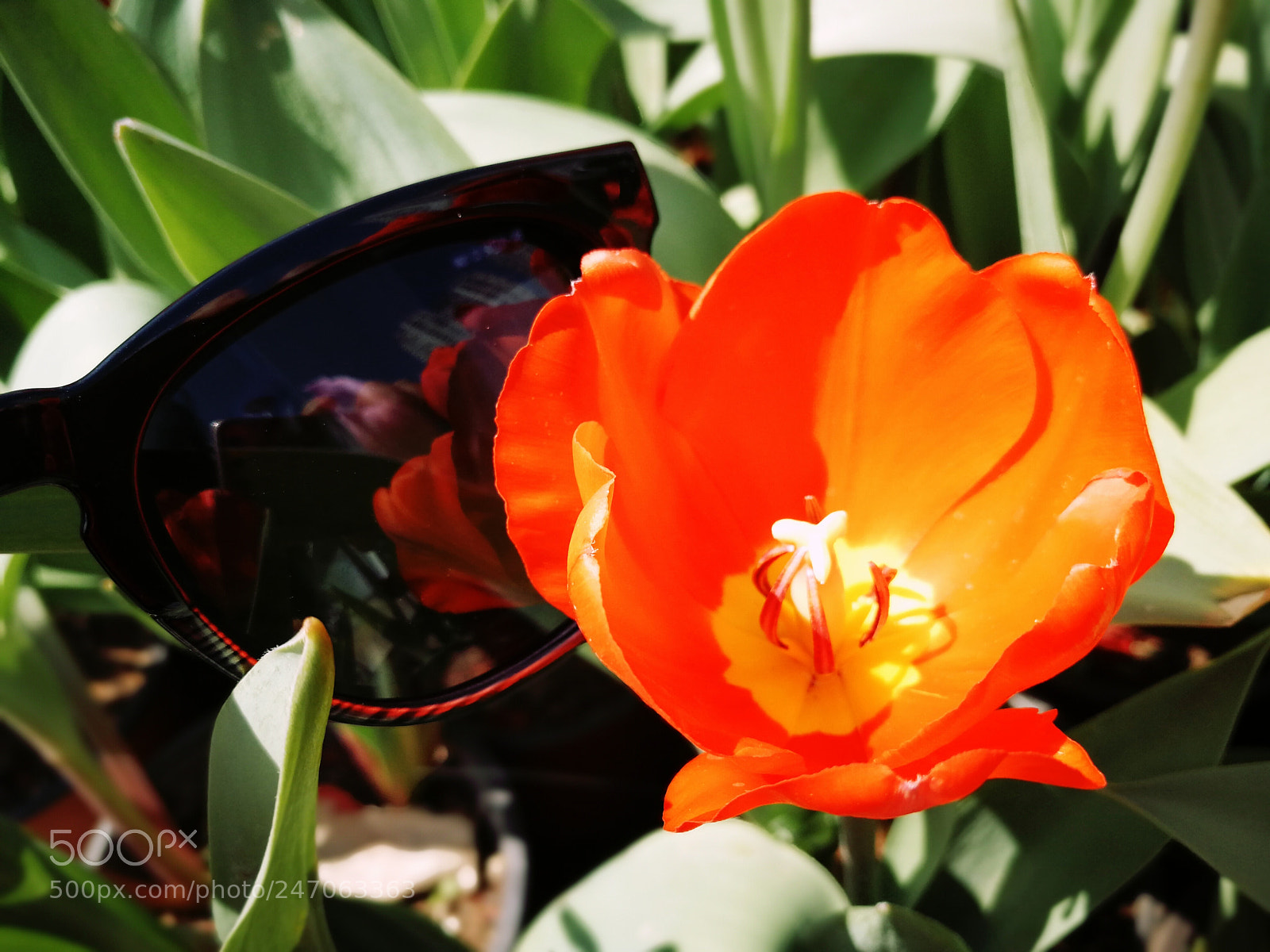 HUAWEI P10 sample photo. Tulip by huawei photography