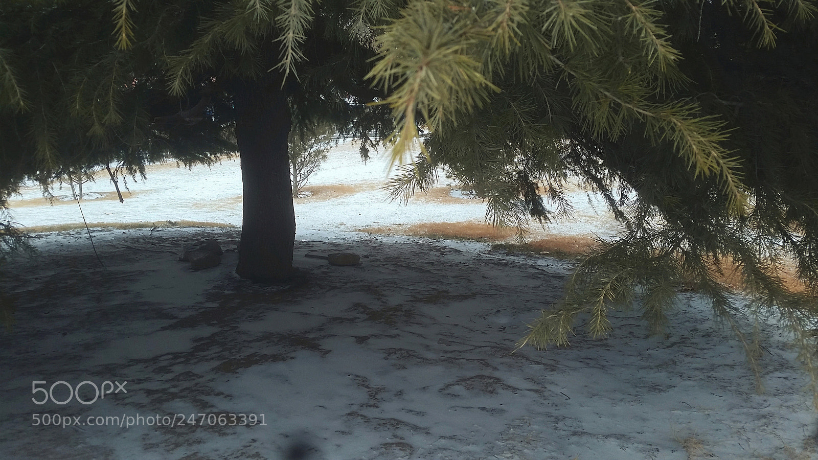 Samsung Galaxy S5 sample photo. Under the pine tree photography
