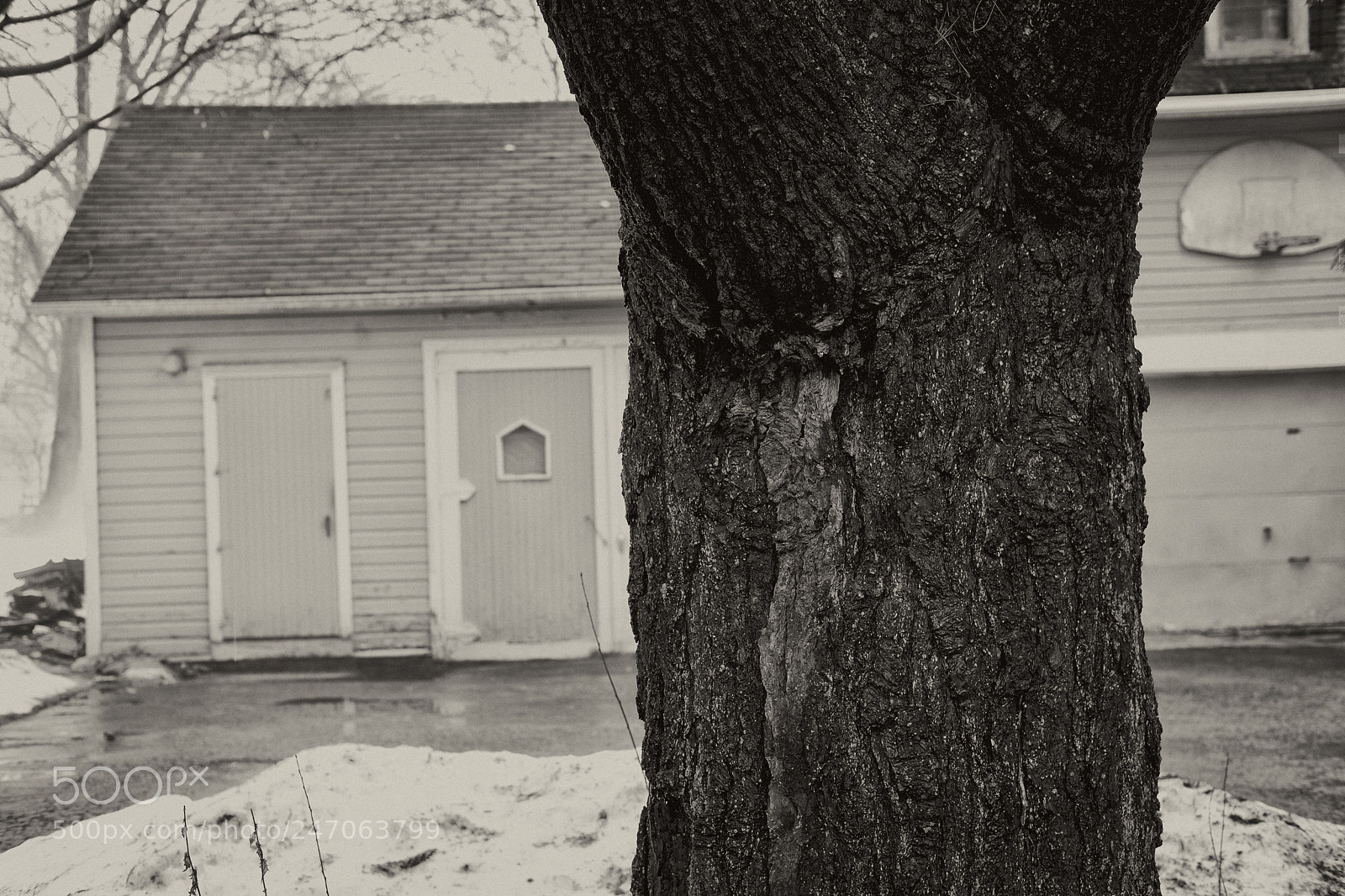 Fujifilm X-Pro2 sample photo. Tree trunk and snow photography
