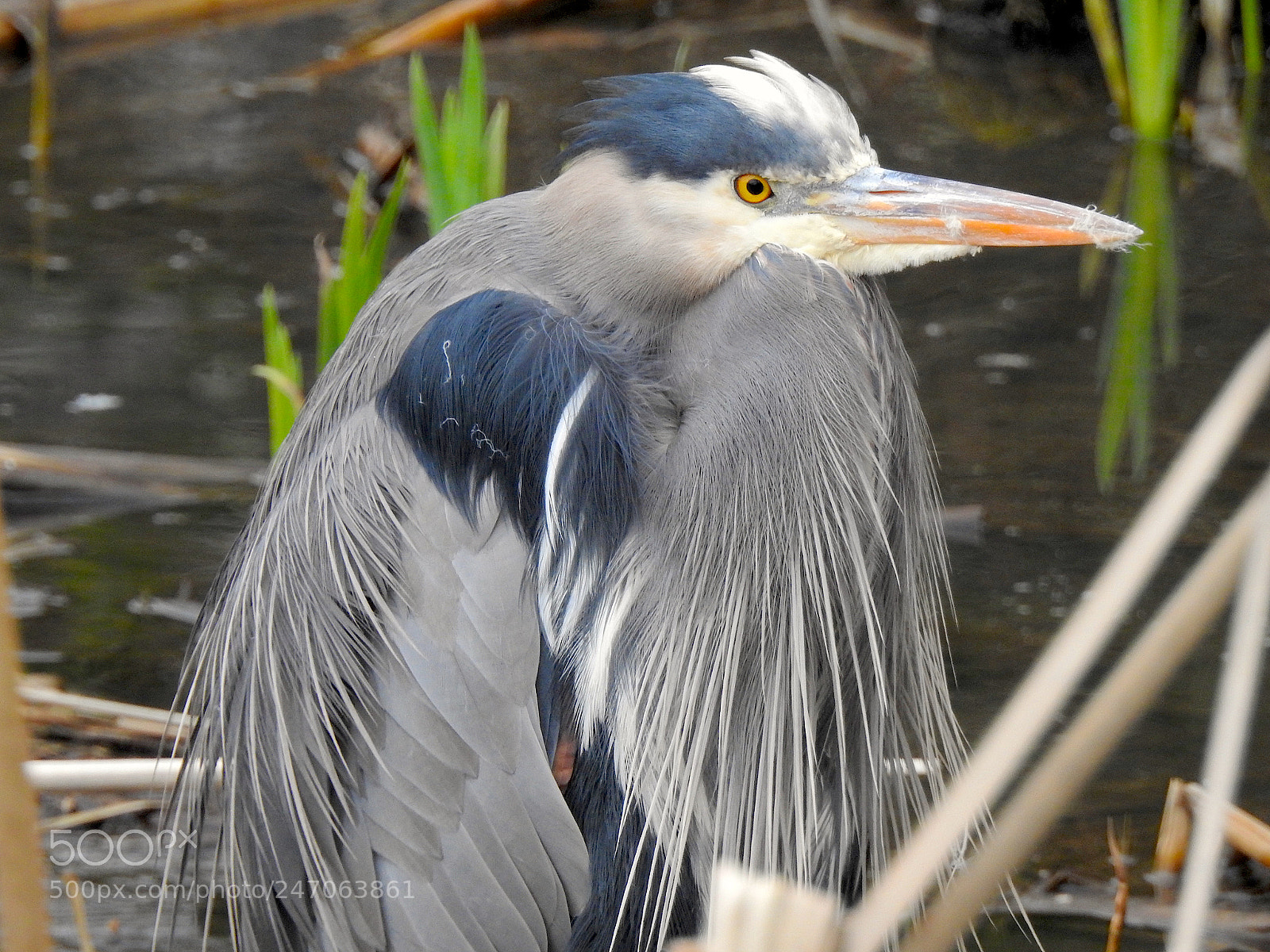 Nikon Coolpix P900 sample photo. Heron photography