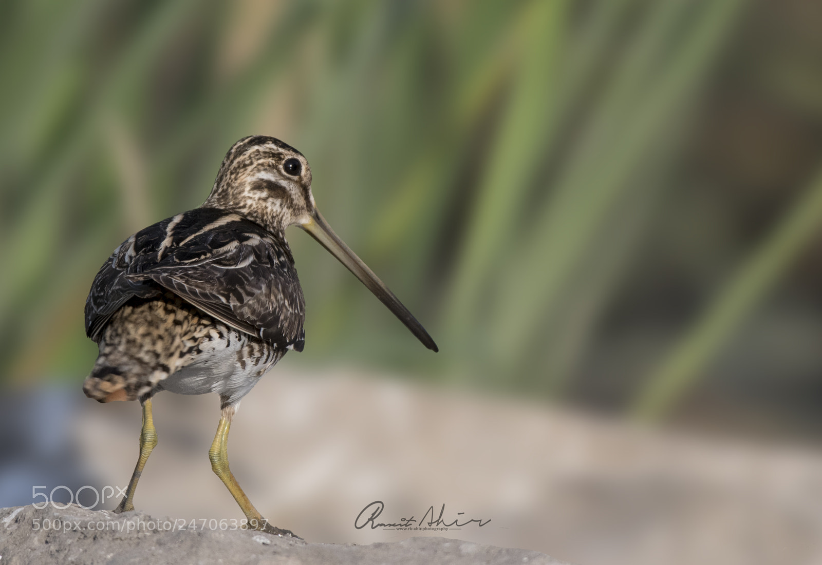 Nikon D500 sample photo. Common snipe photography