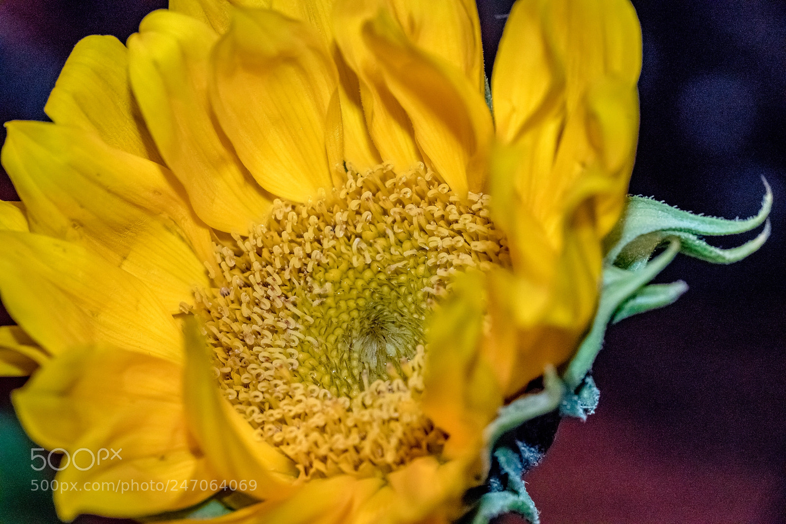 Sony a7R II sample photo. Inside the sunflower photography