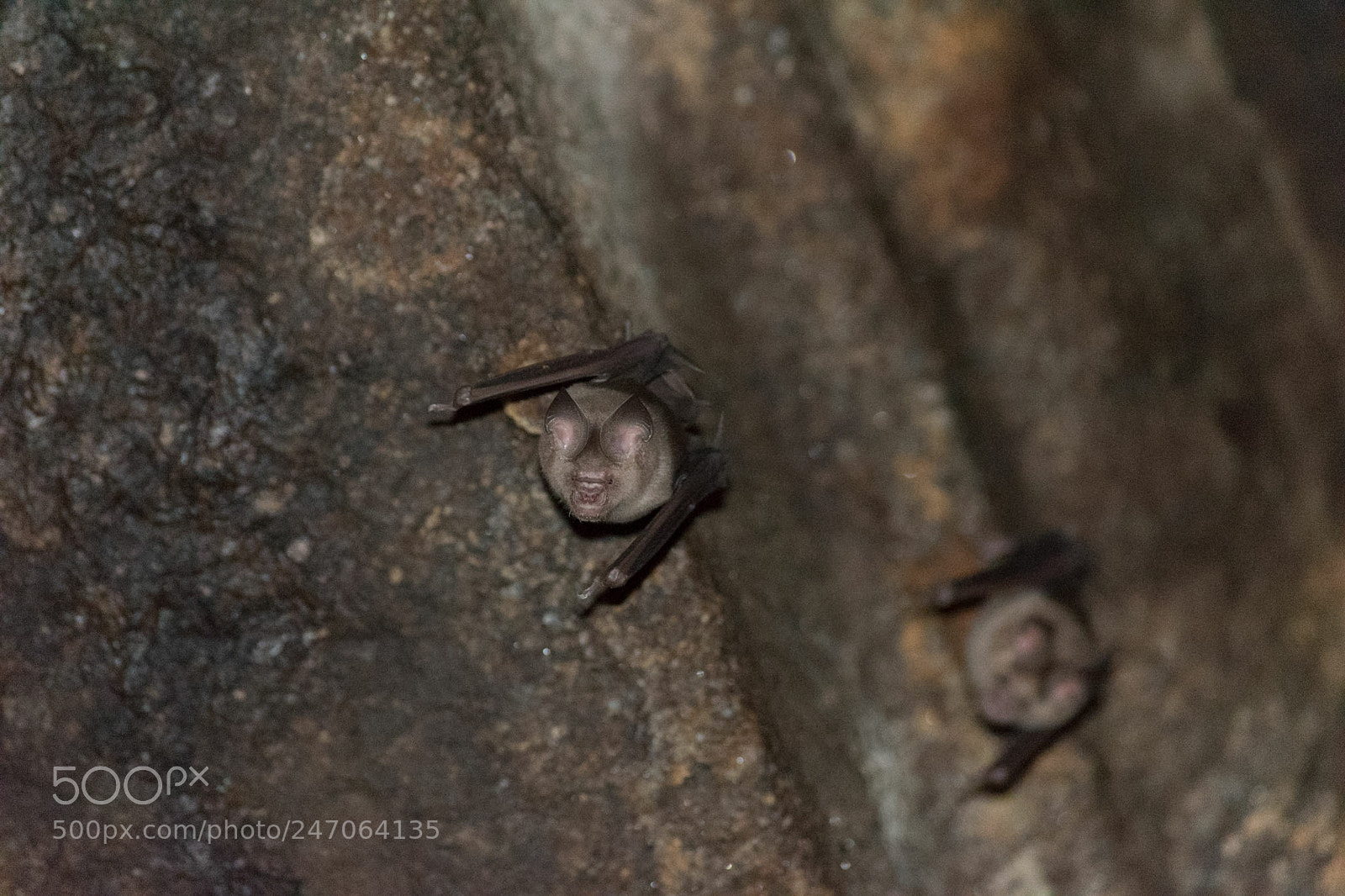 Nikon D5500 sample photo. When you ask bat photography
