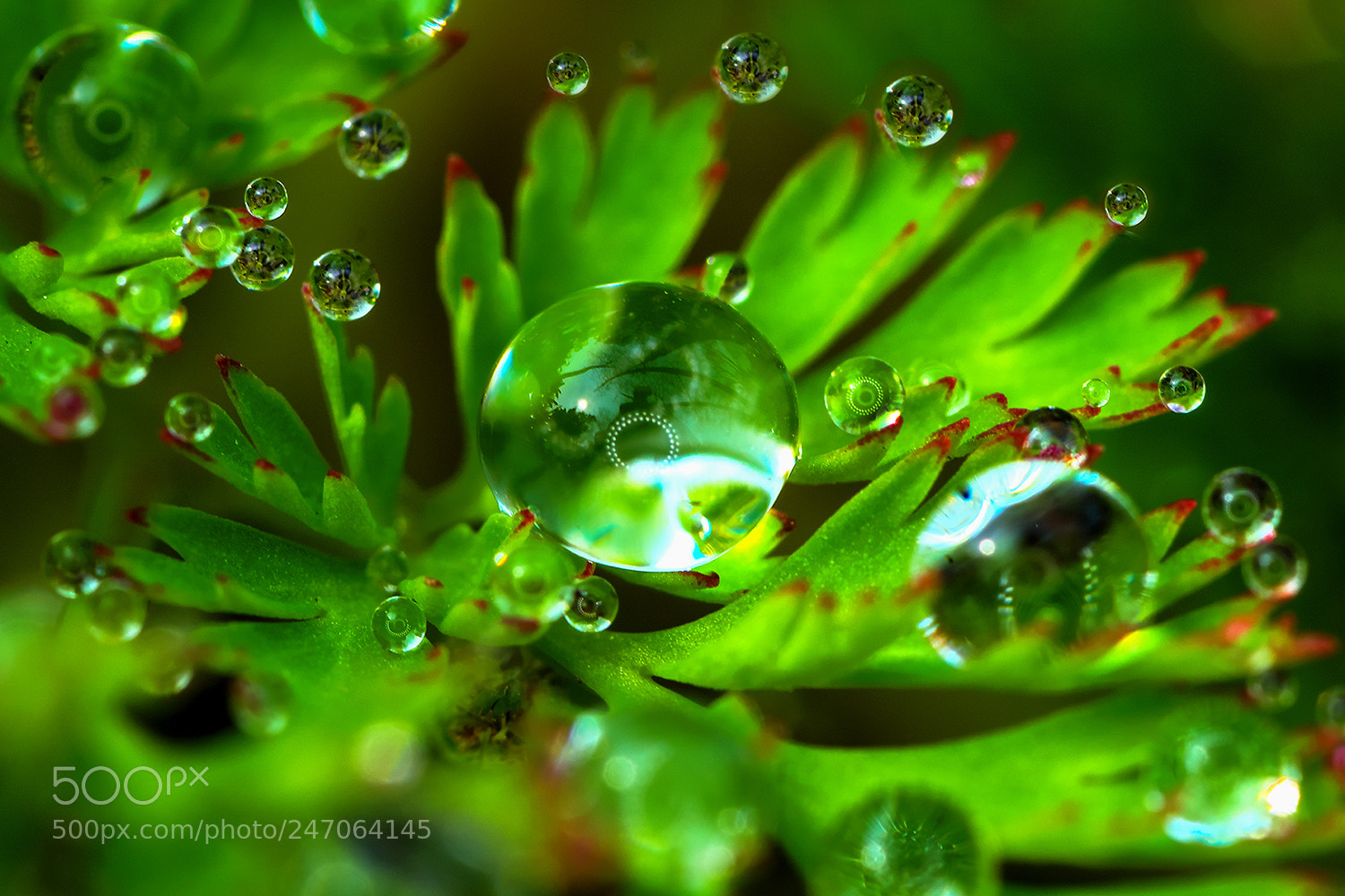 Nikon D7100 sample photo. Droplet photography