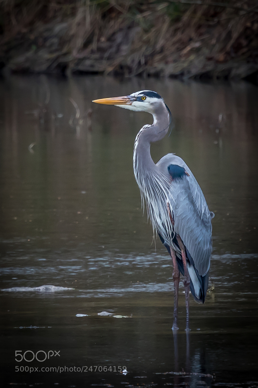 Canon EOS 80D sample photo. Big blue photography