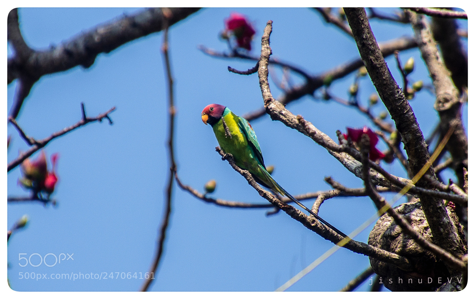 Canon EOS 7D Mark II sample photo. Plum headed parakeet photography