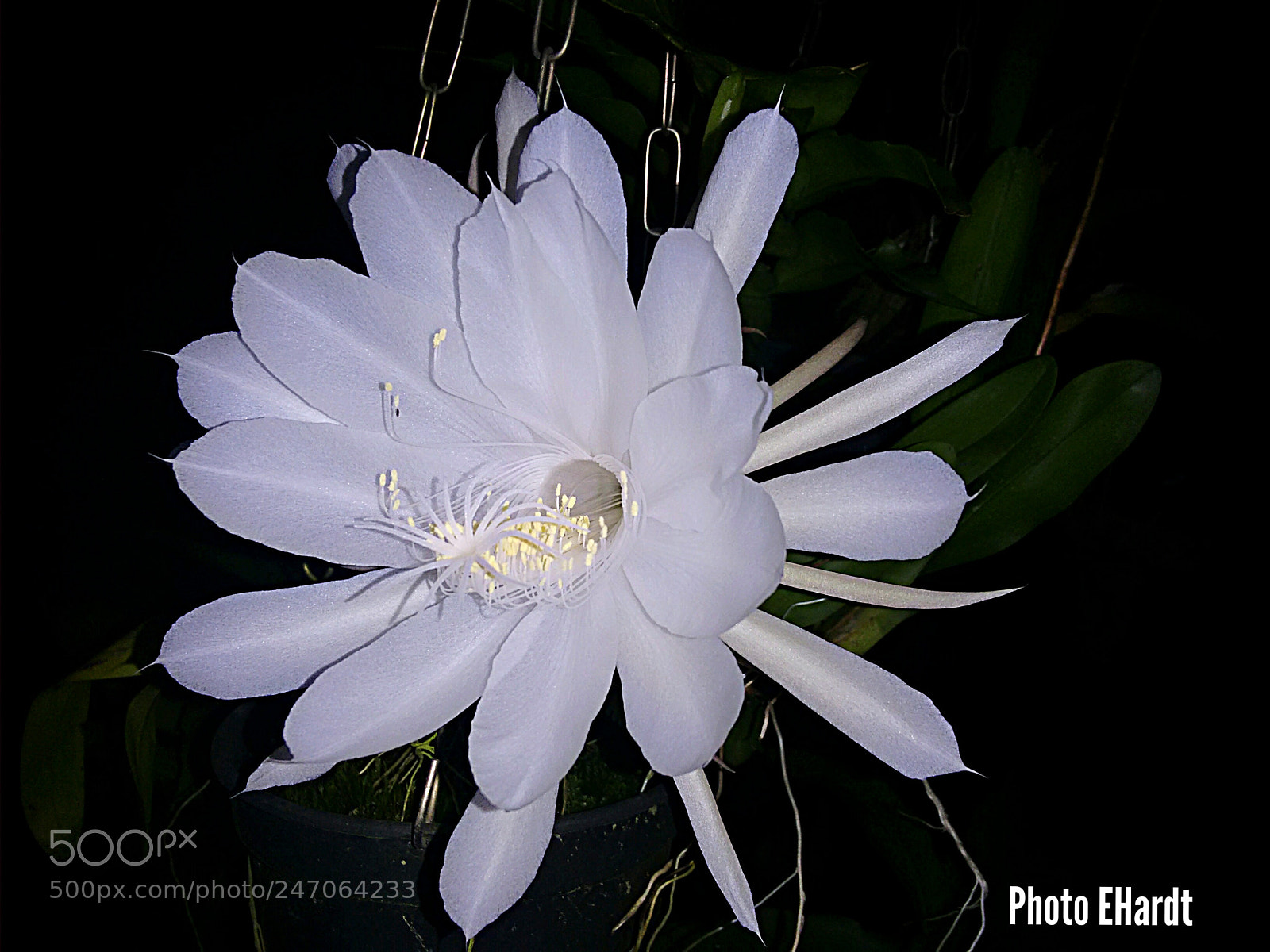 Motorola Moto G (2nd Gen) sample photo. Dama da noite photography