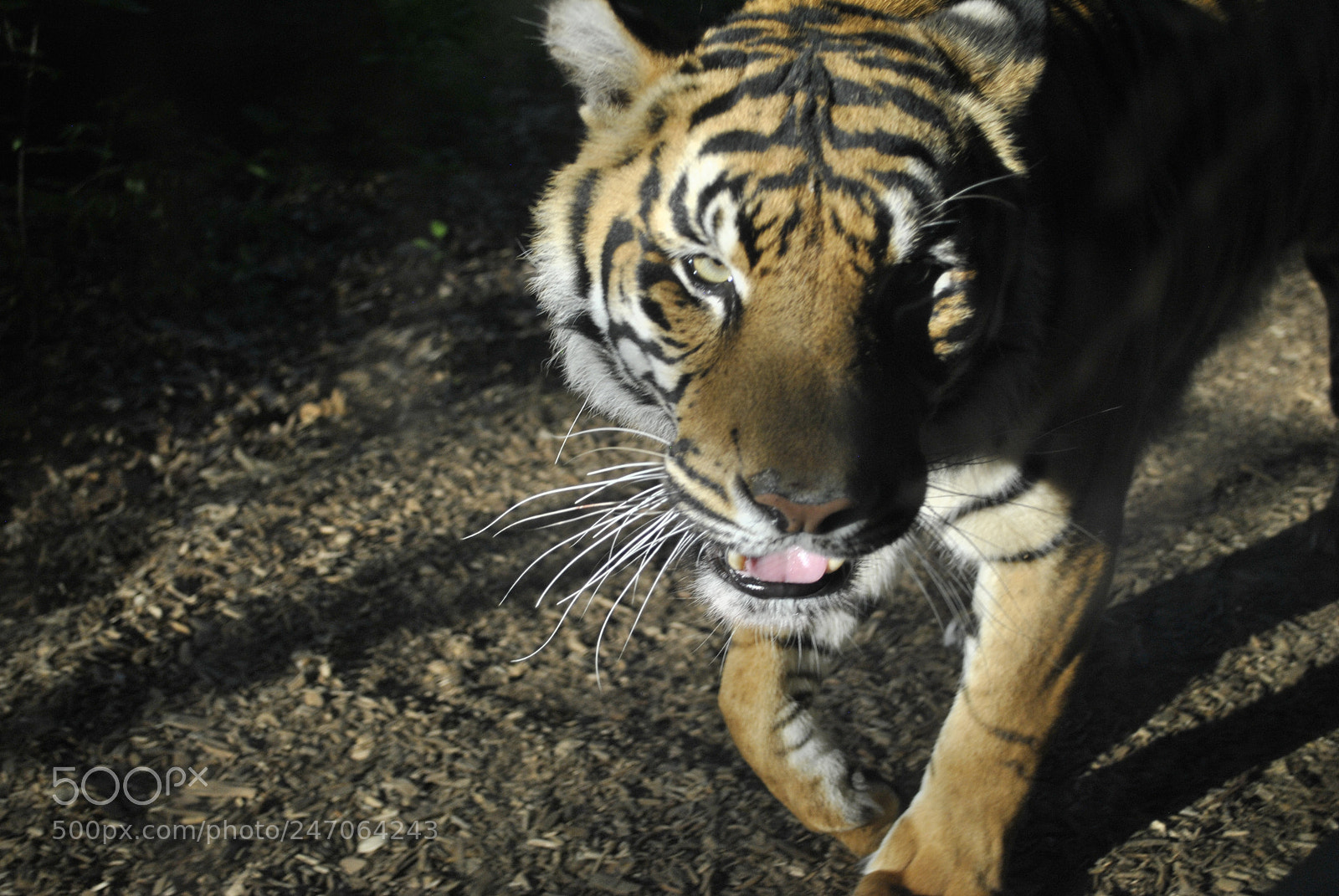 Nikon D3000 sample photo. Close up tiger photography