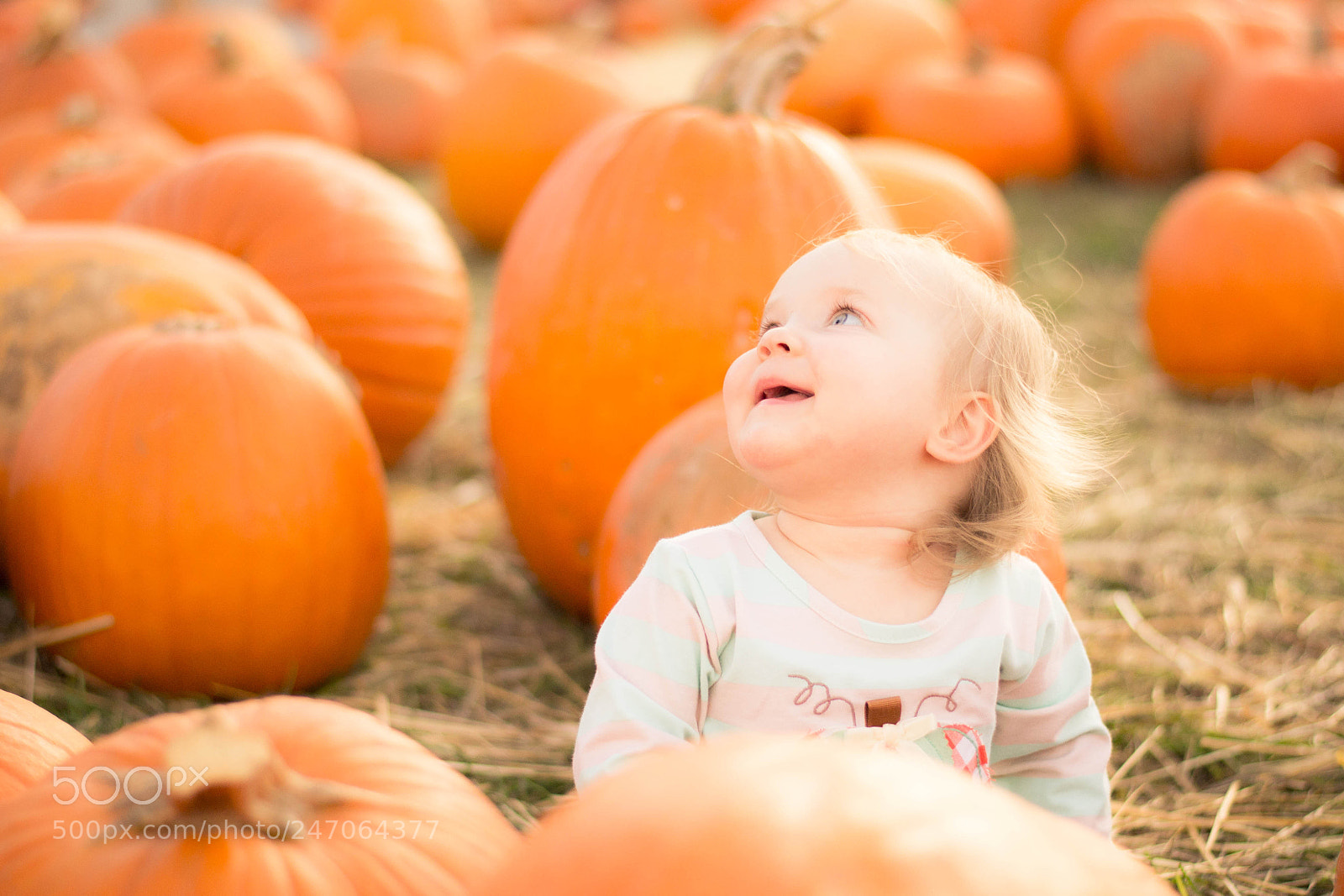 Nikon D3100 sample photo. Pumpkin patch photography