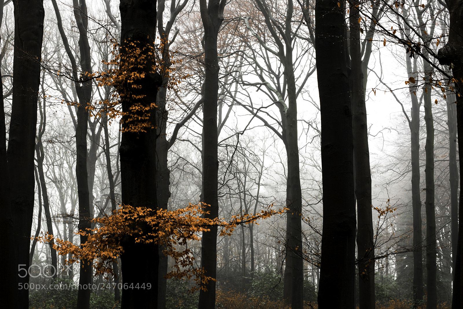Nikon D800 sample photo. Hanging on. photography