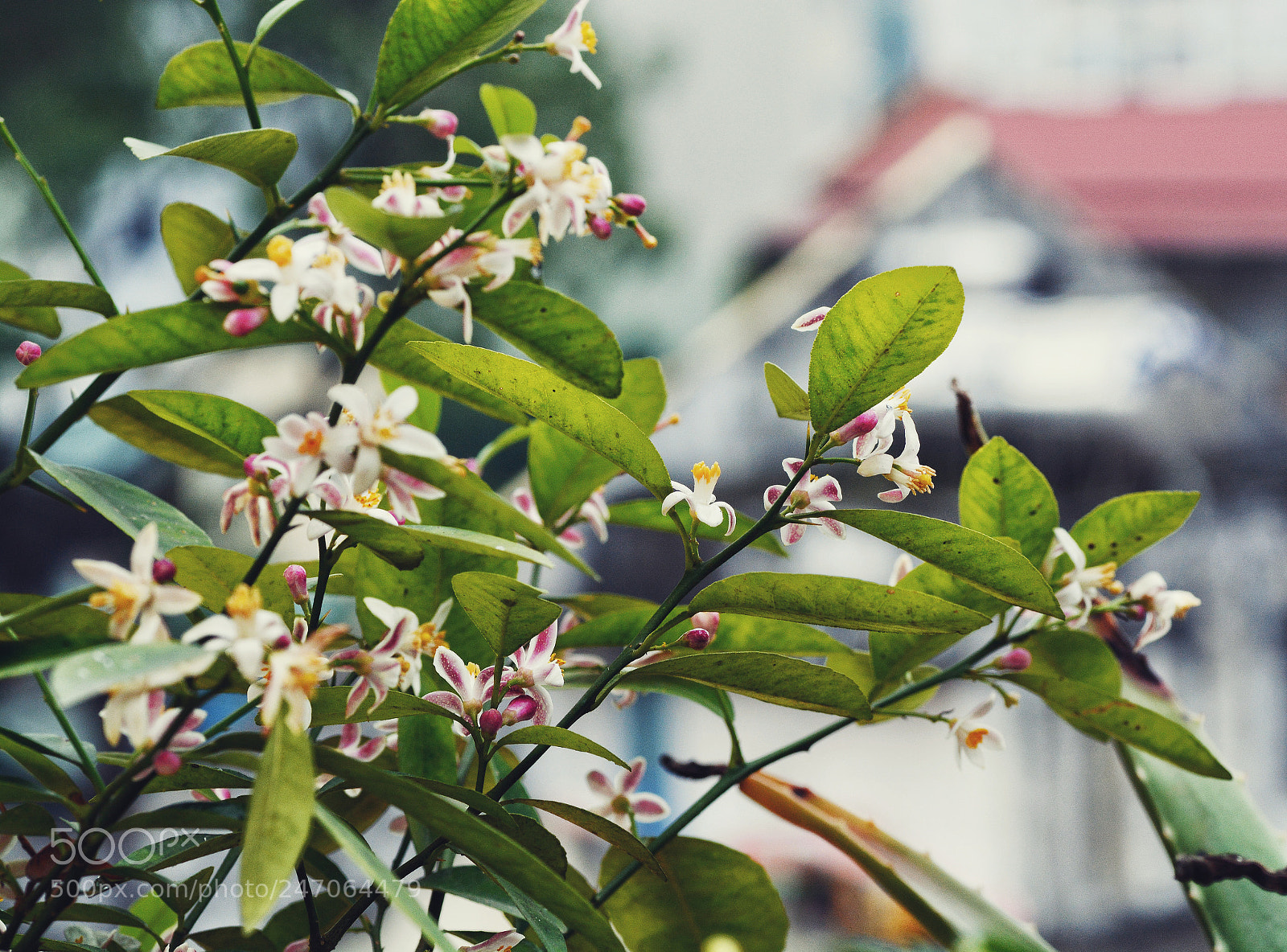 Nikon D7100 sample photo. Untitled photography