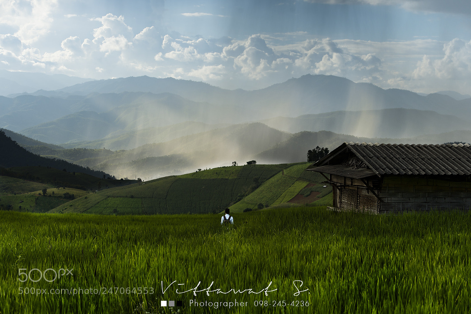 Nikon D4 sample photo. Rice plantation chiang mai,thailand photography
