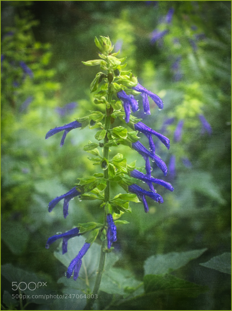 Olympus OM-D E-M1 Mark II sample photo. Salvia limelight photography