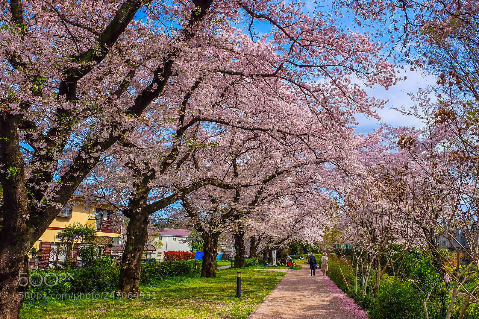 Fujifilm X-A2 sample photo. Beautiful path with sakura photography