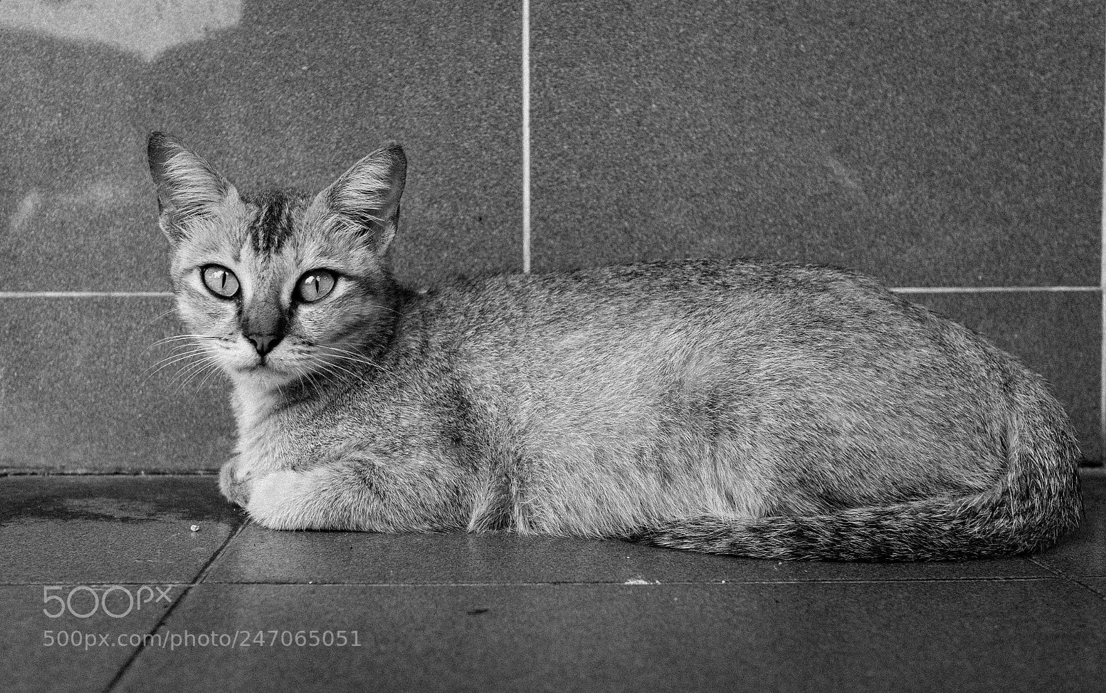Canon EOS M5 sample photo. Cat sitting in black photography