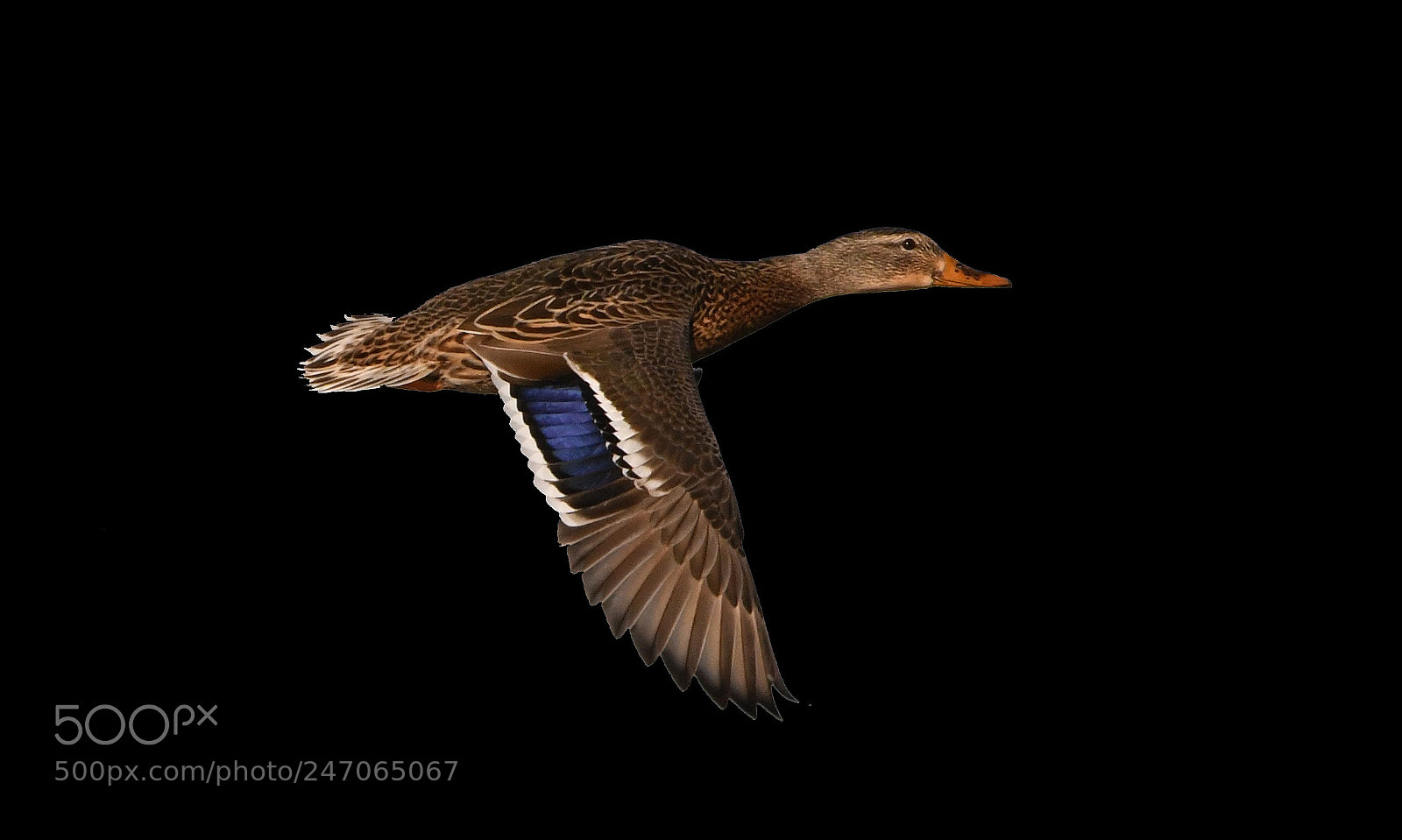 Nikon D500 sample photo. Mallard photography