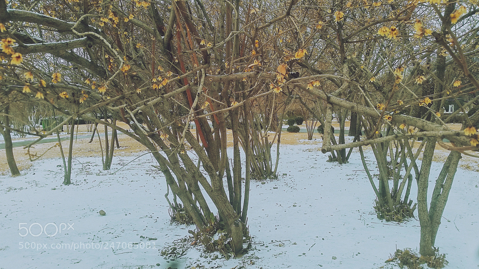 Samsung Galaxy S5 sample photo. Wintersweet - the dog's photography