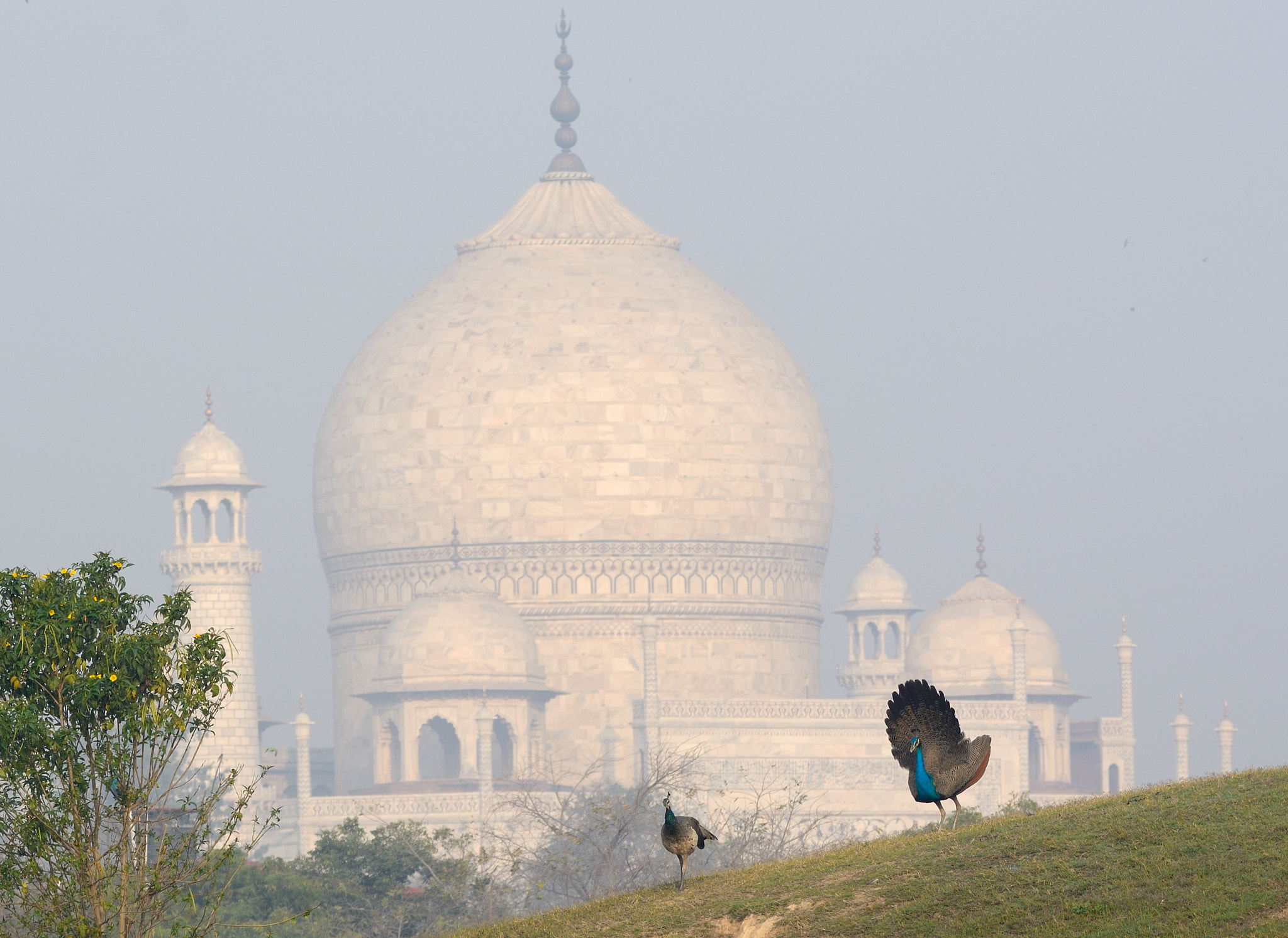 Nikon D7100 + Sigma 150-600mm F5-6.3 DG OS HSM | C sample photo. Indian peafowl courtship display at taj mahal photography