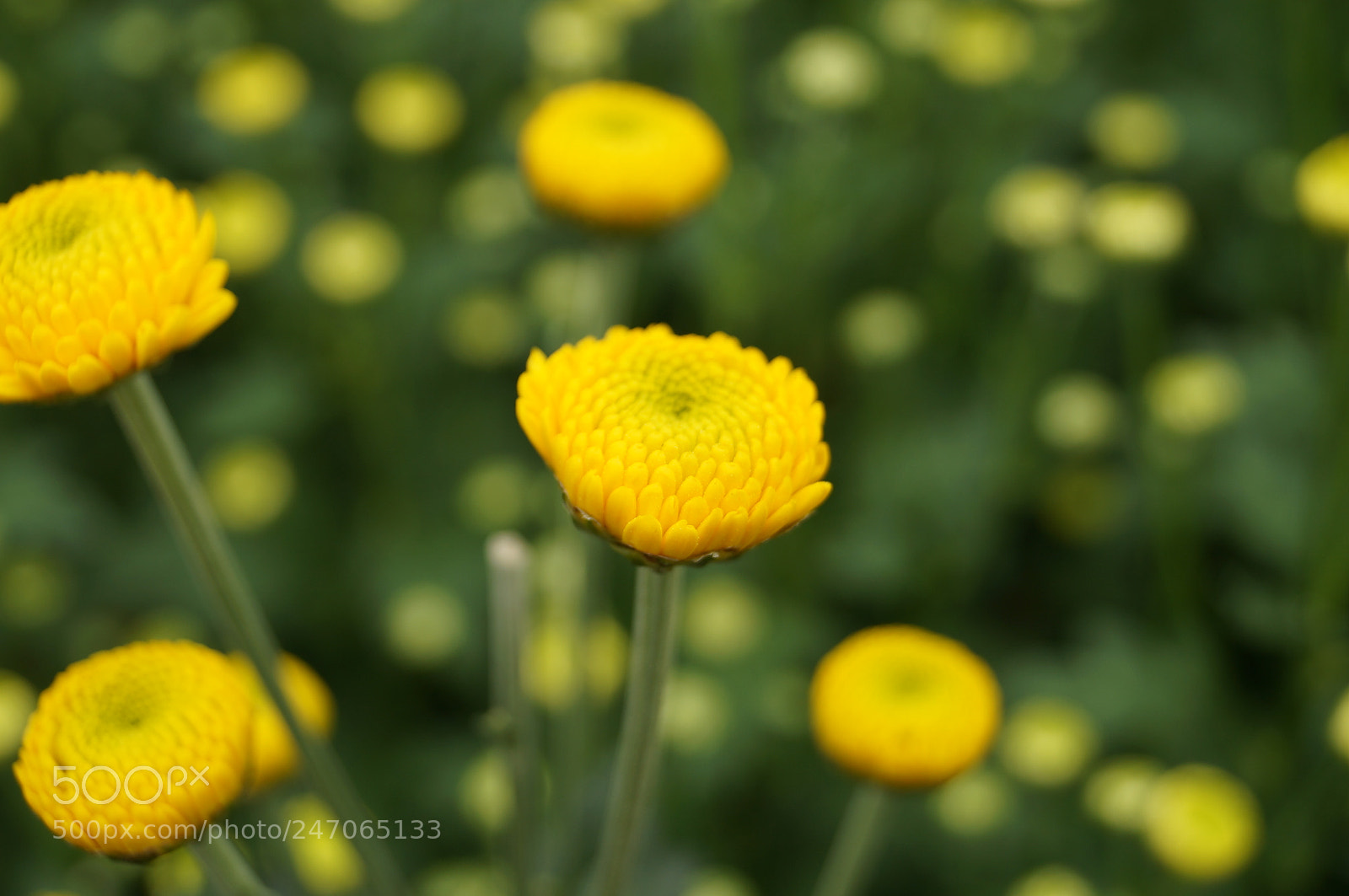 Sony SLT-A37 sample photo. Chrysanthemum photography