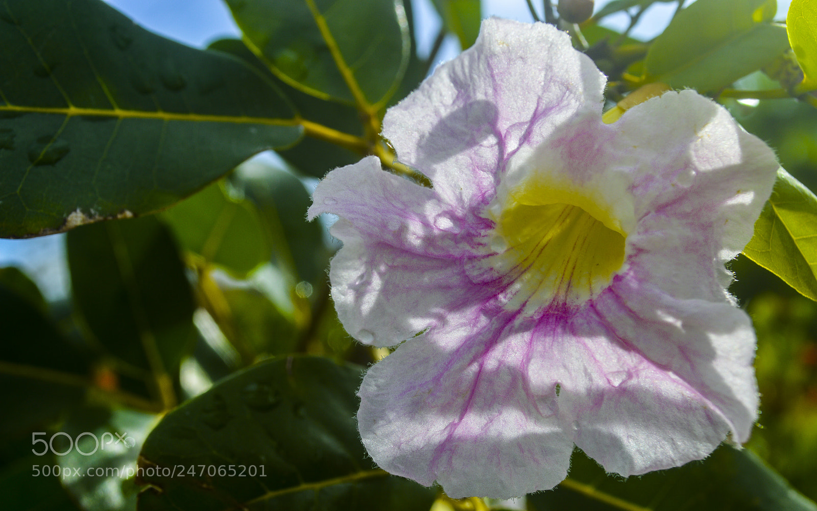 Nikon D3200 sample photo. Hope photography