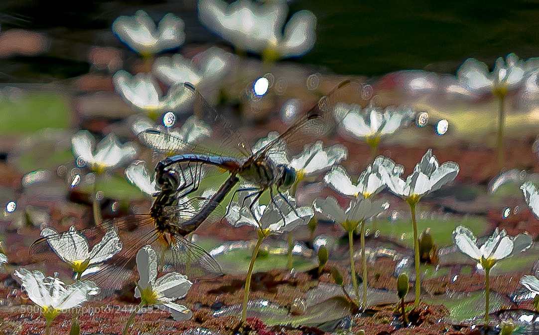Sony a7 sample photo. Happy birthday photography