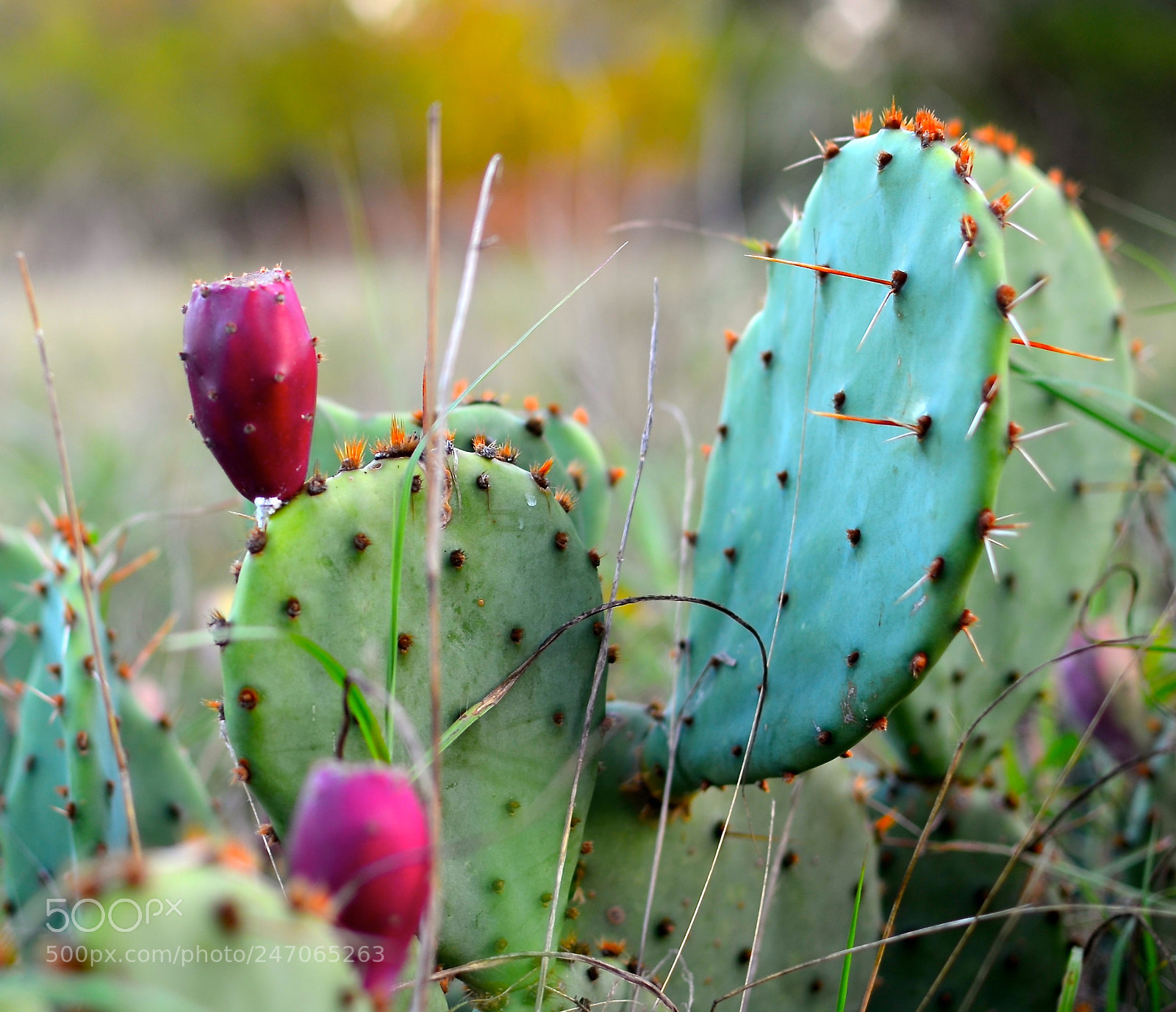 Nikon D5100 sample photo. Untitled photography