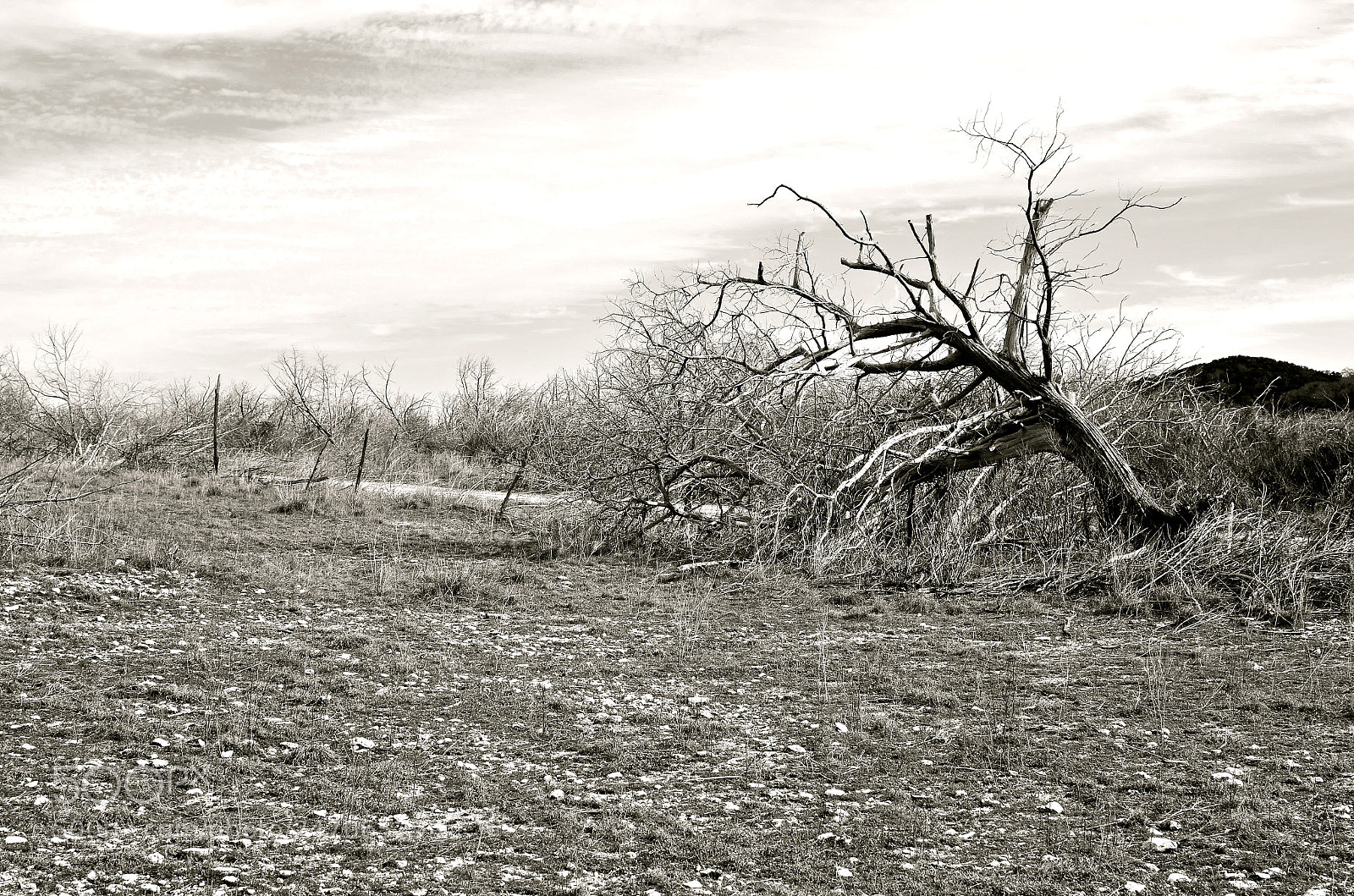 Nikon D5100 sample photo. Leaning in for the photography