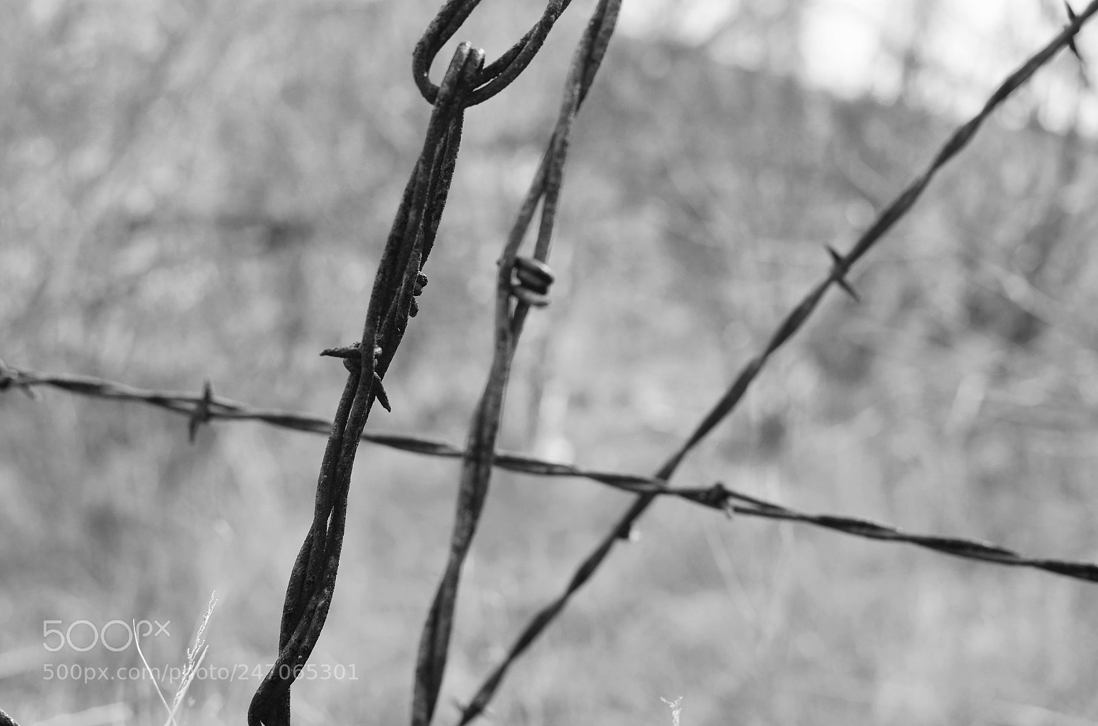 Nikon D5100 sample photo. Fences photography