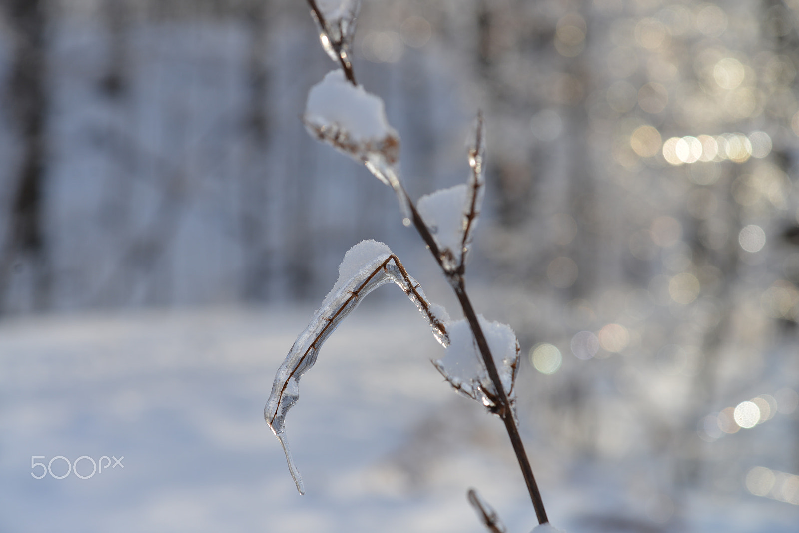 Nikon AF-S Micro-Nikkor 60mm F2.8G ED sample photo. Ice photography