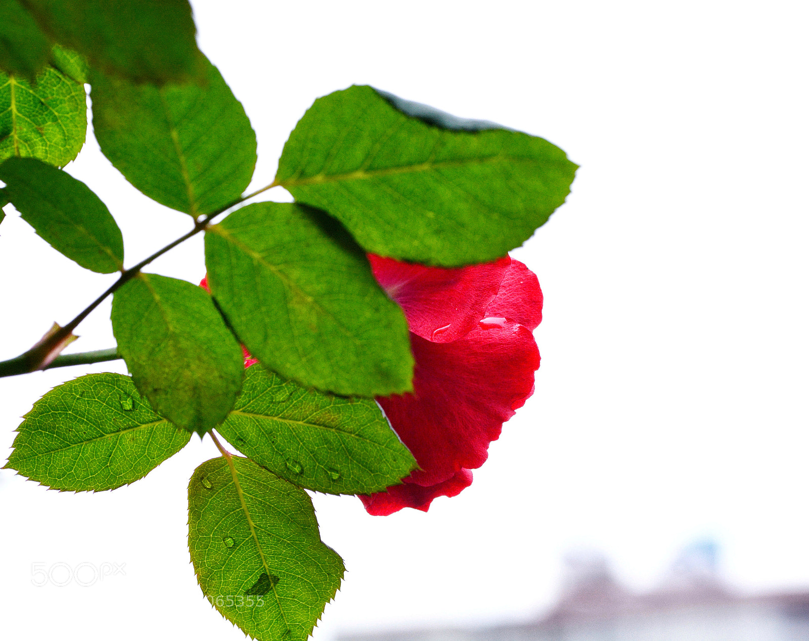 Nikon D7100 sample photo. Untitled photography
