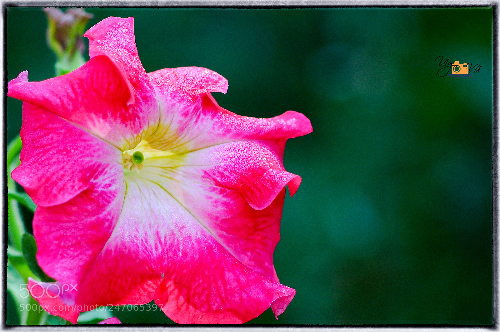 Nikon D90 sample photo. Flower photography