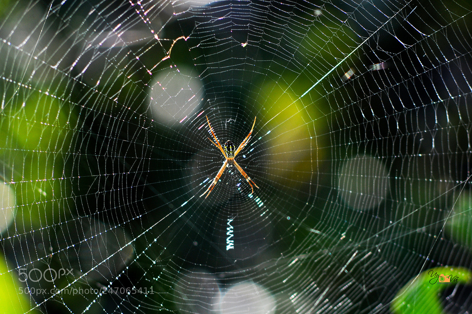 Nikon D90 sample photo. Spider photography