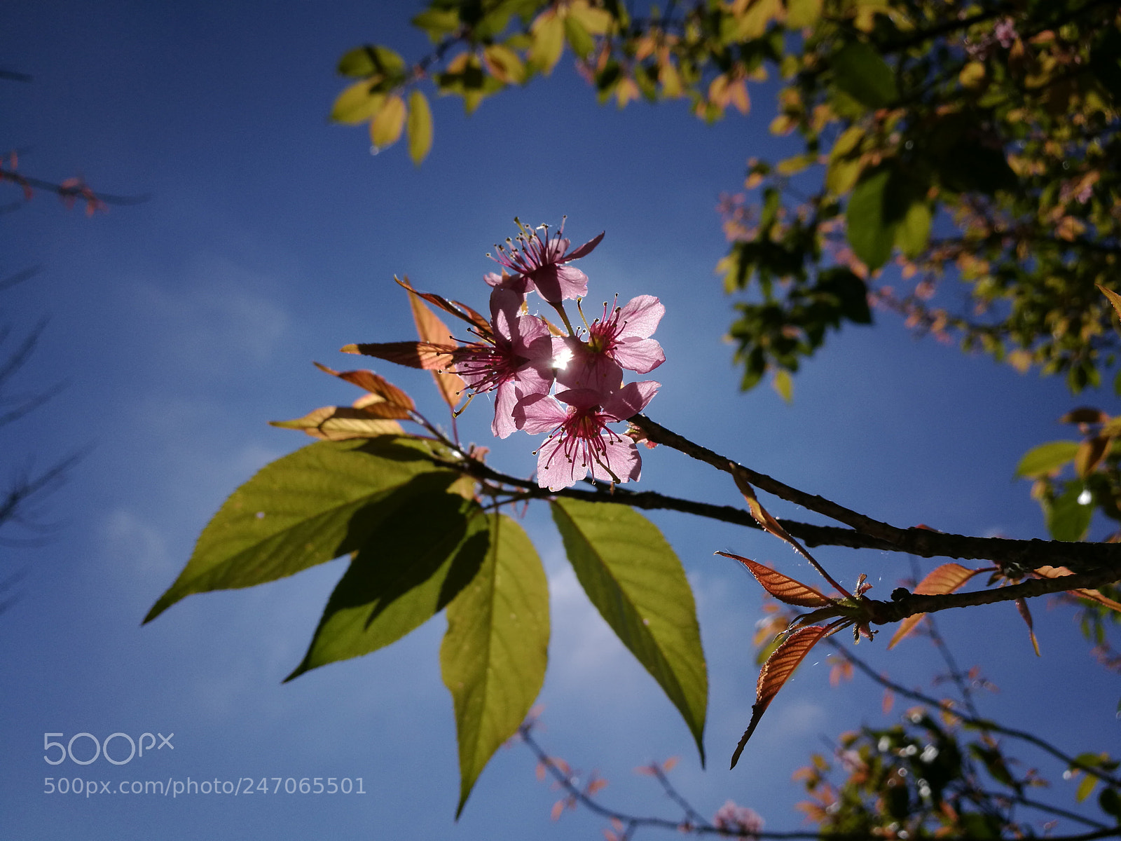 HUAWEI P9 sample photo. Wild himalayan cherry photography