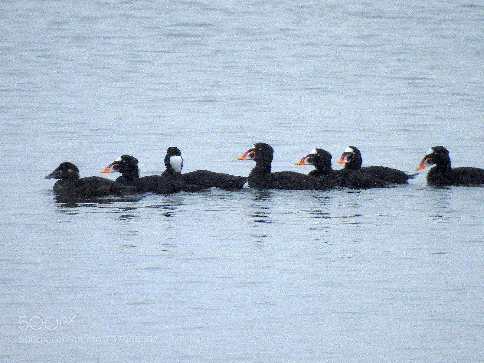Nikon Coolpix P900 sample photo. Surf scoters photography